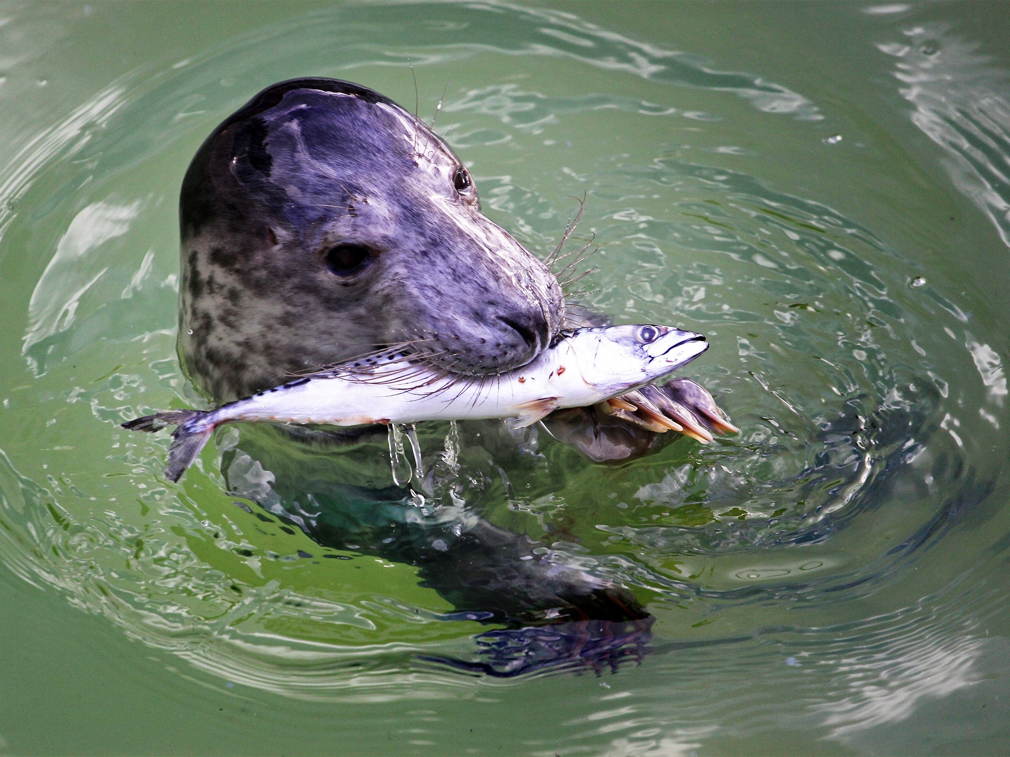 In the study, seals learnt to associate the ultrasound tags with a source of food