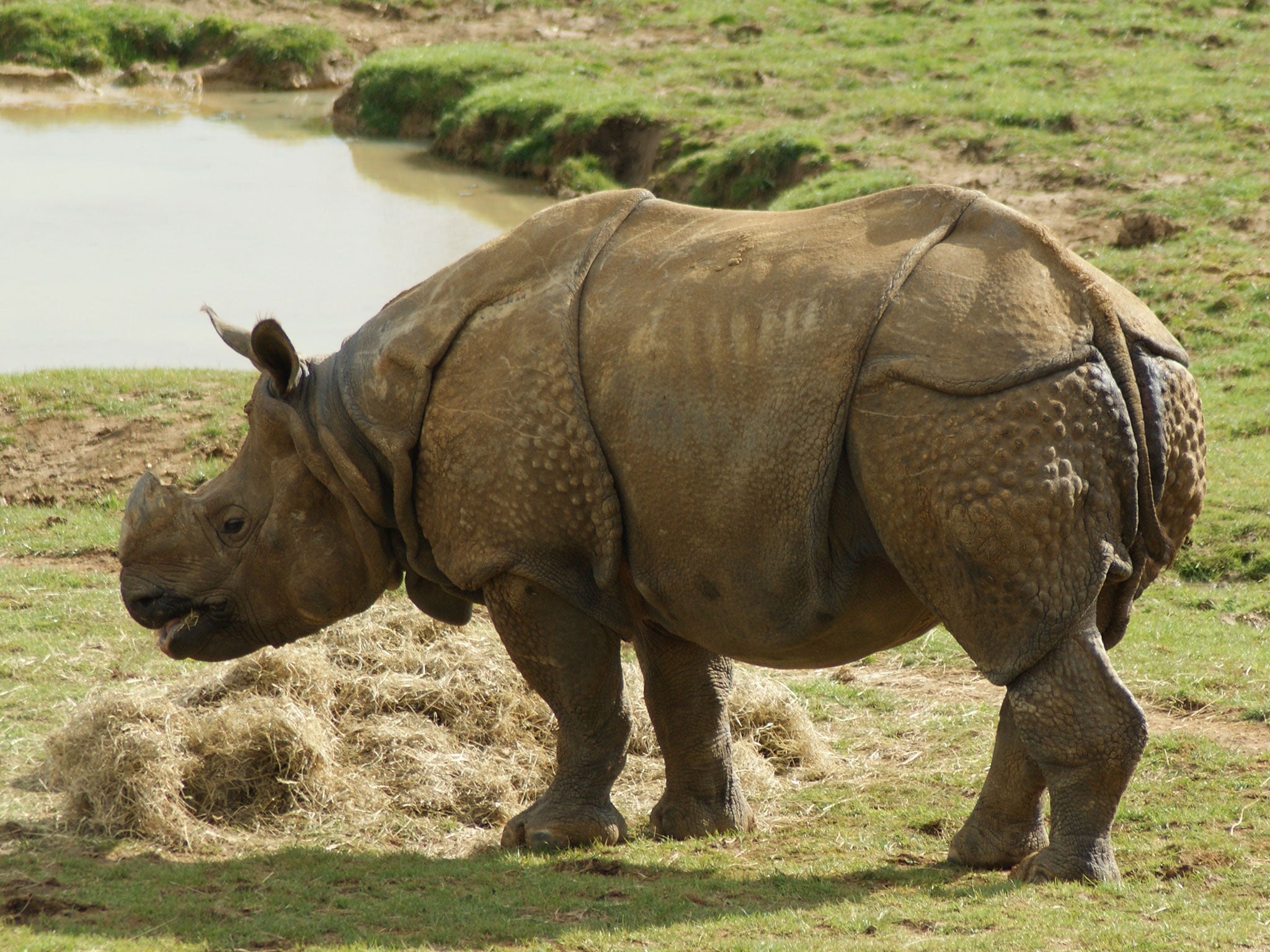 File image shows a one-horned rhino in the Asian rhino enclosure at ZSL Whipsnade Zoo in 2012