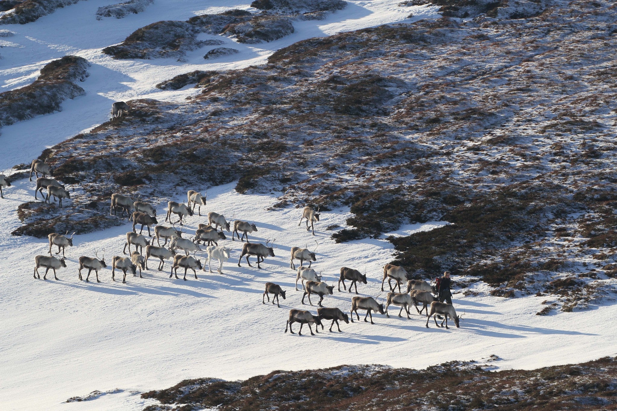 Cairngorm Reindeer Centre