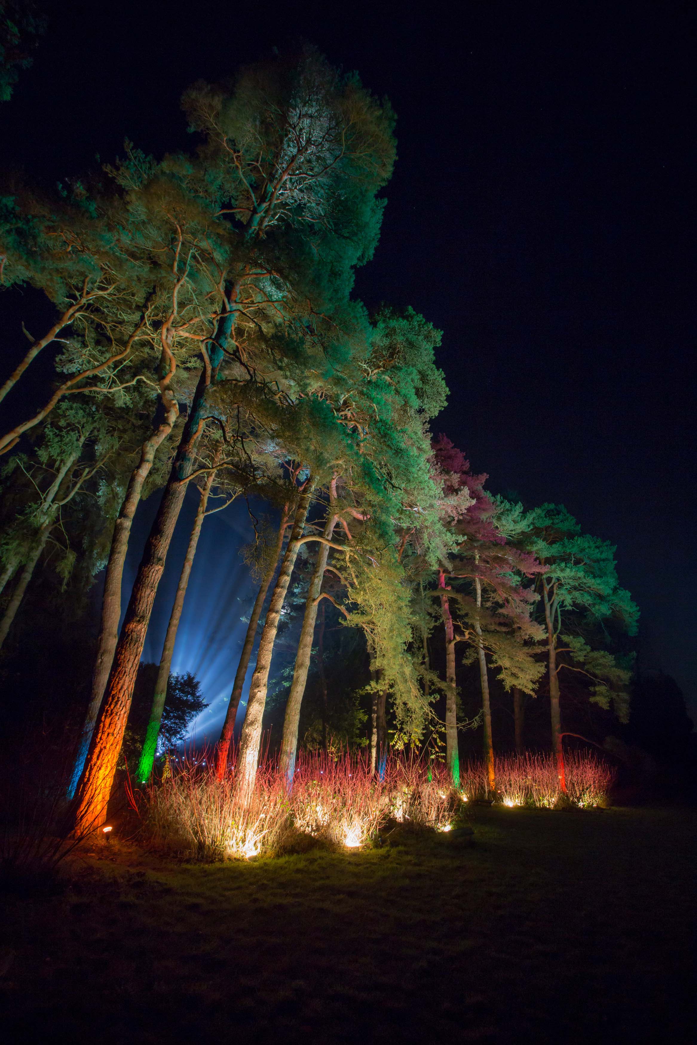 Enchanted Christmas Westonbirt Arboretum