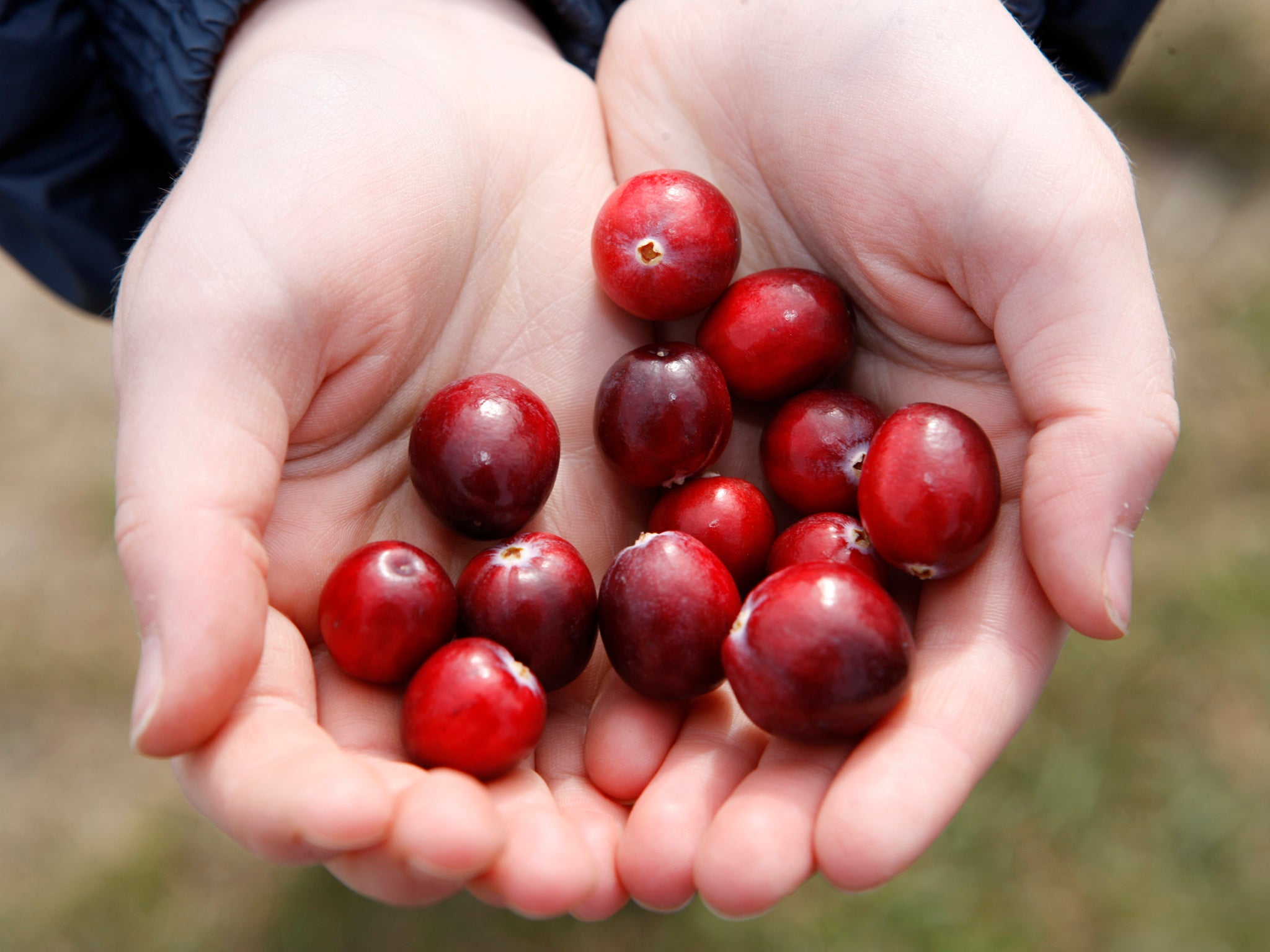 Last year, Ocean Spray sold 8.6 million jars of cranberry sauce in the UK