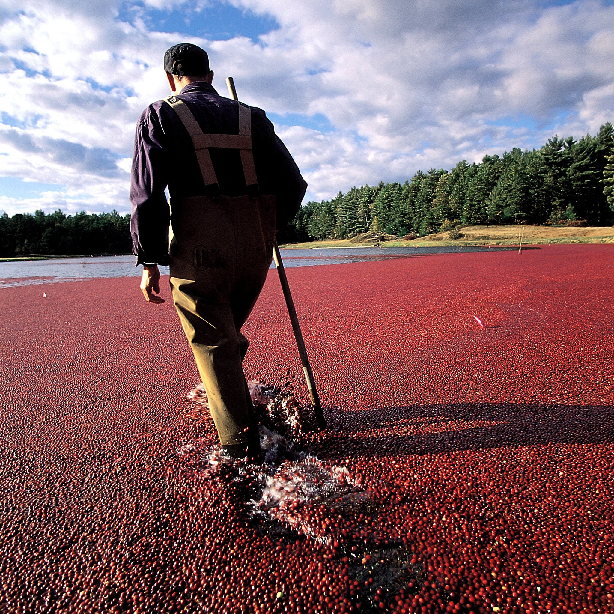 The berry idea: a farmer prepares to harvest cranberries in the wetlands of New England