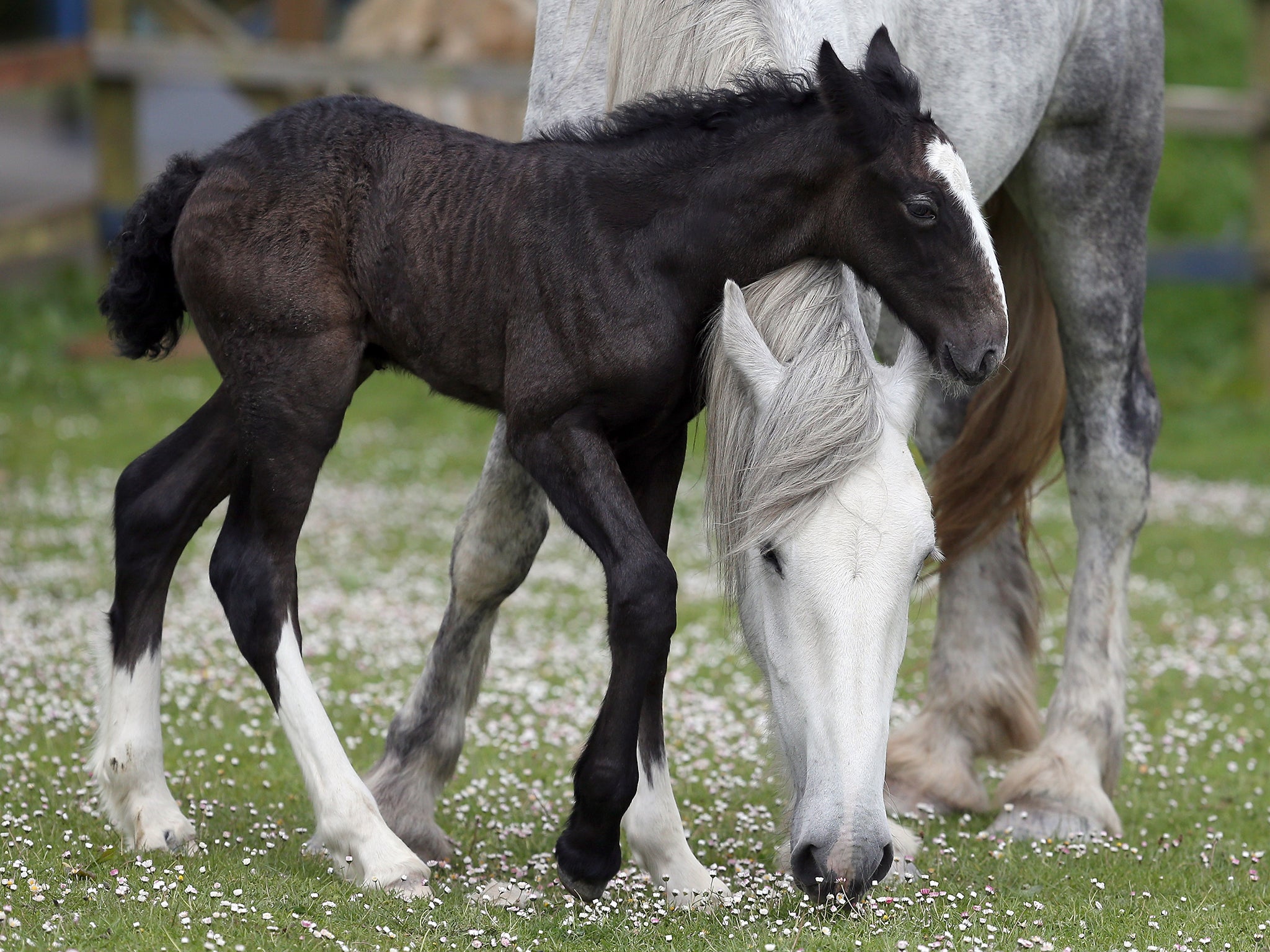 The horses were hit by a train from Stansted to Birmingham