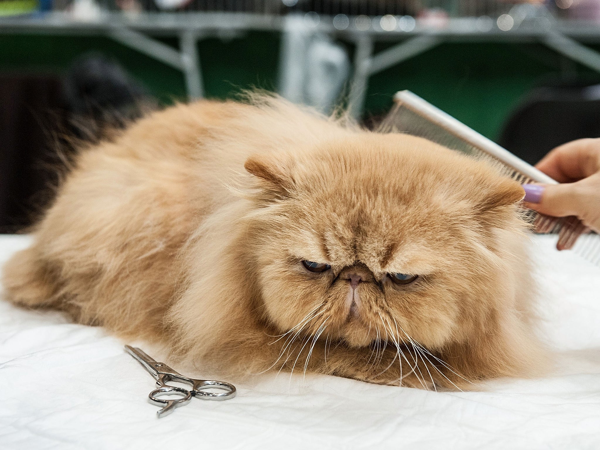 A cat being groomed by its owner before the judges arrive at a cat show in Italy earlier this month