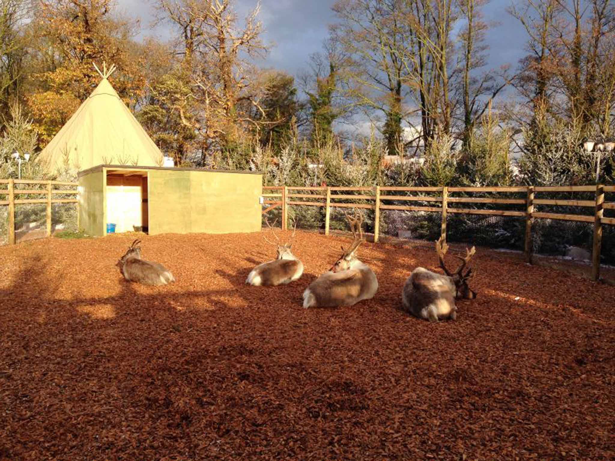 The reindeer pen at the attraction