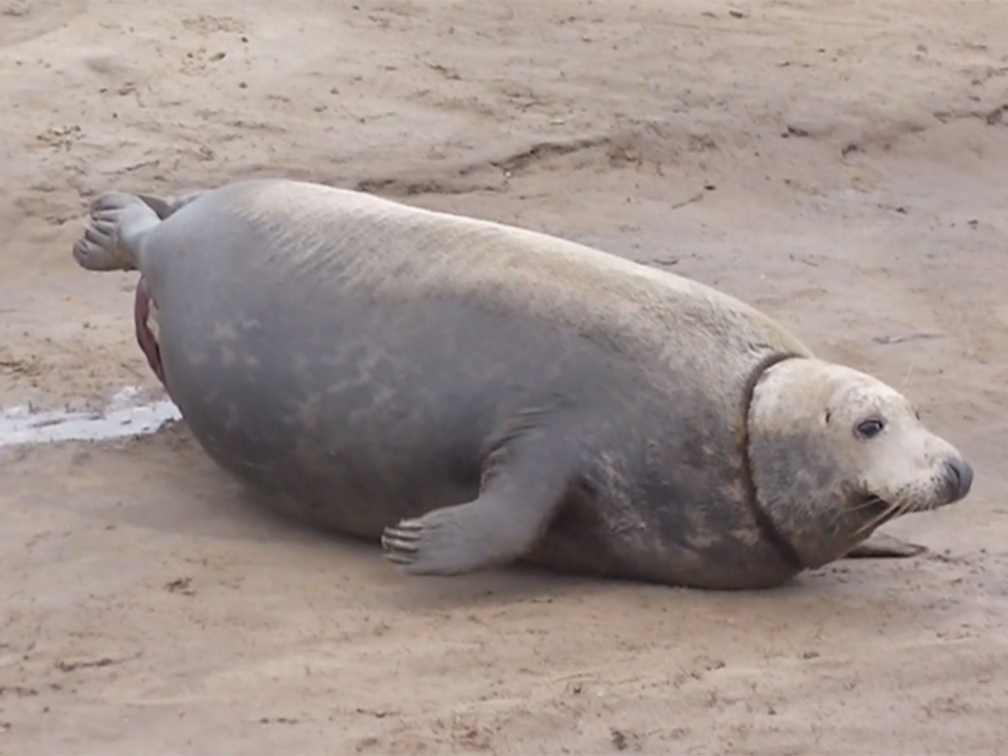 After stories of seals inflicting brutal injuries to porpoises and having sex with penguins and eating them afterwards, it's reassuring to see video of a seal doing something natural such as giving birth.