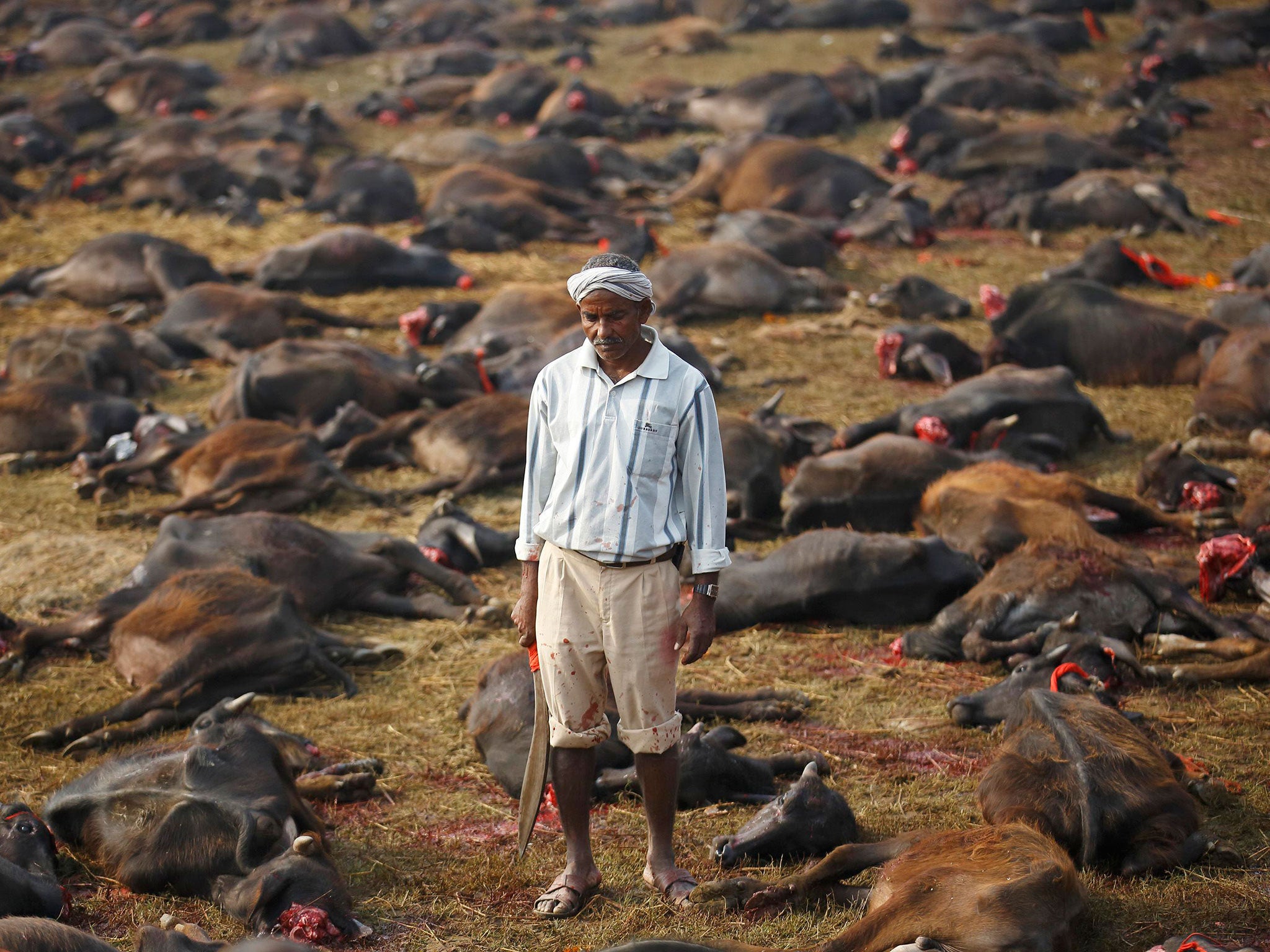 A butcher holding his blade stands among sacrificed buffalos inside an enclosed compound during the sacrificial ceremony of the "Gadhimai Mela" festival held in Bariyapur. Sword-wielding Hindu devotees in Nepal began slaughtering thousands of animals and