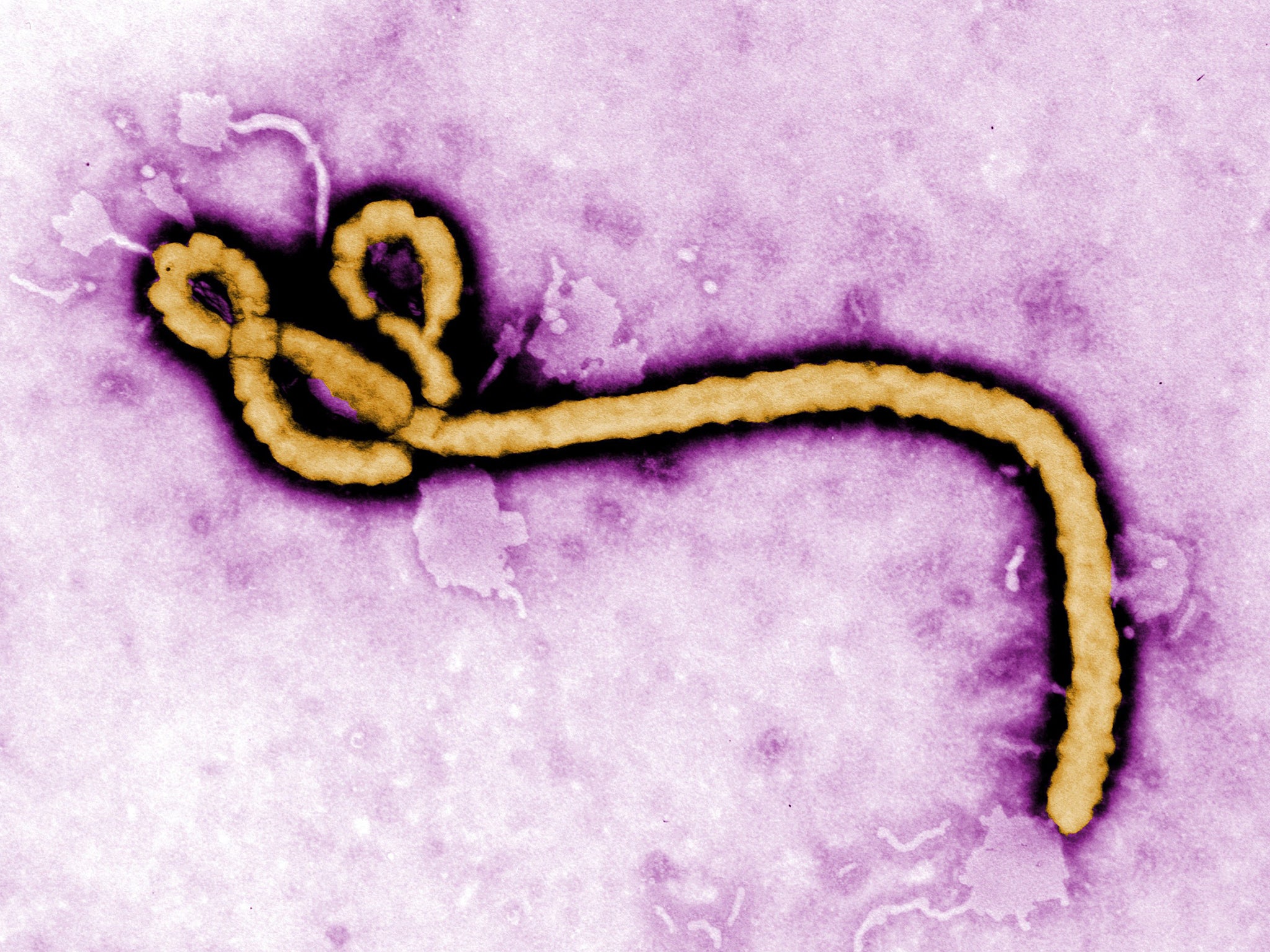 Scientists have warned the Ebola virus has mutated since the start of the outbreak