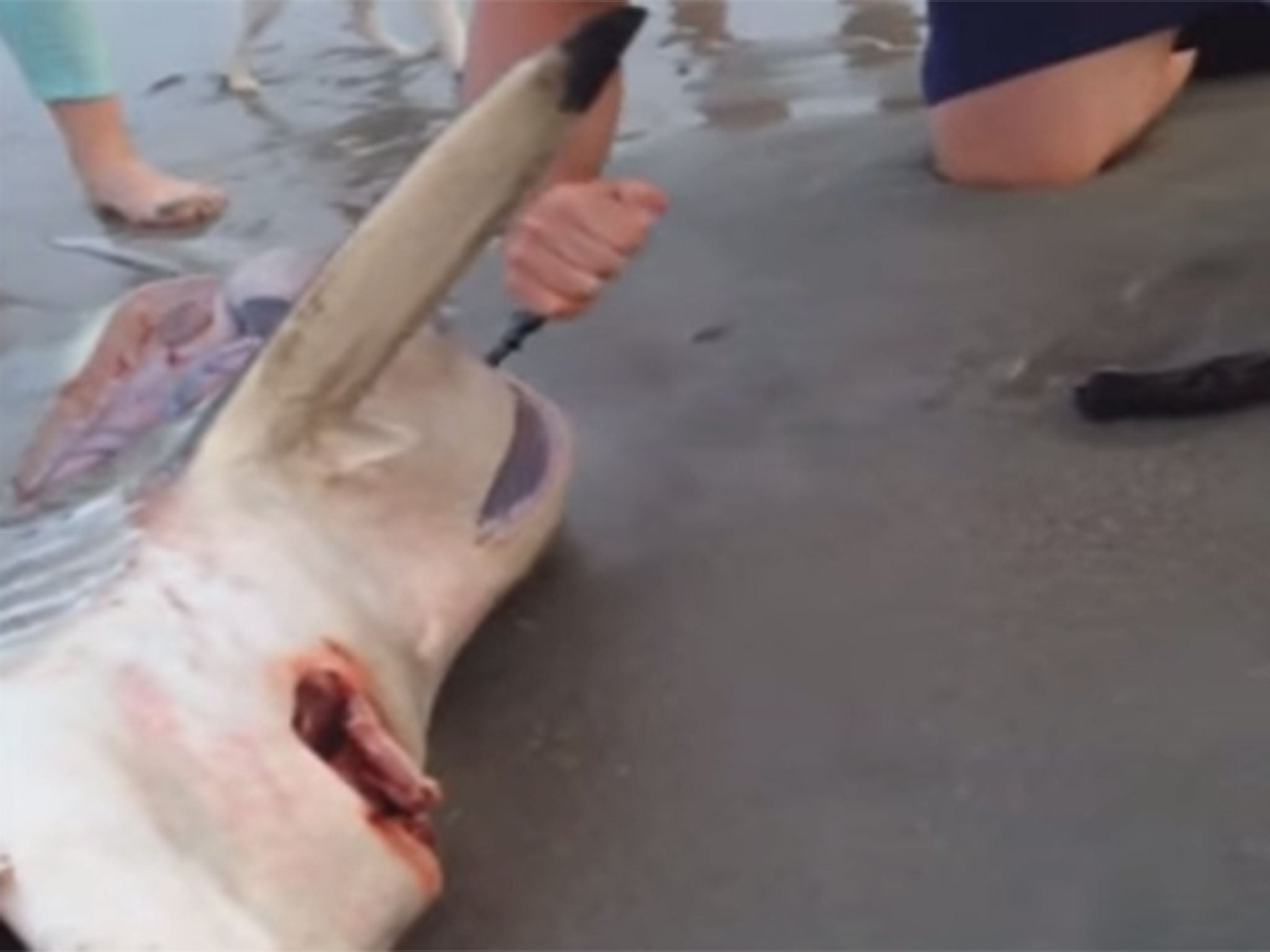 The shark was found on a beach in Cape Town, South Africa