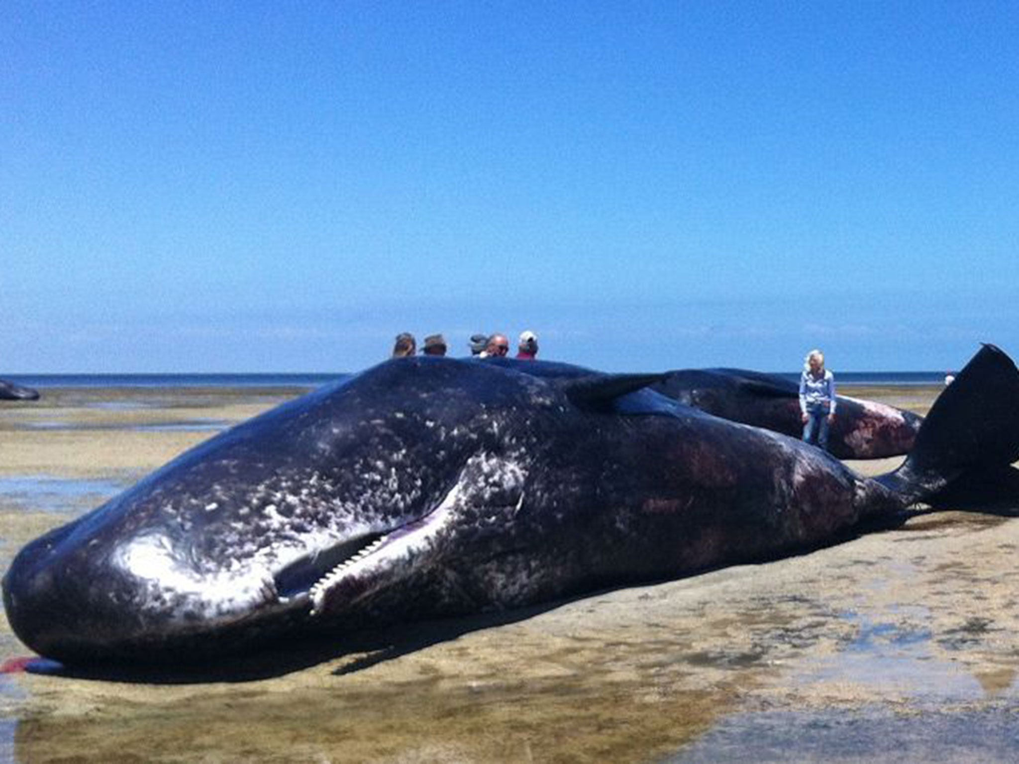 One of the seven dead whales