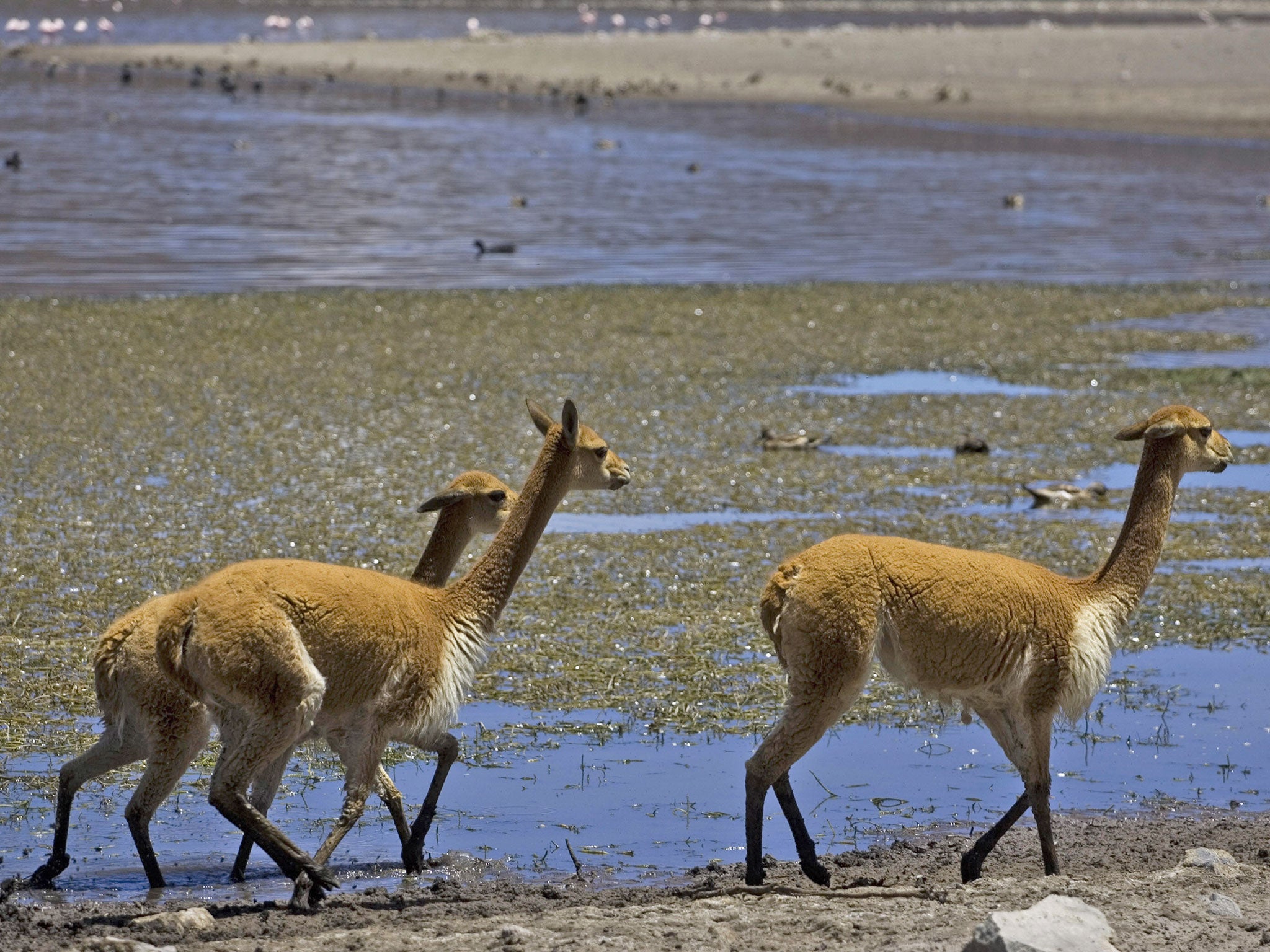 Vicuñas, which live in the Andes and can only be shorn once every two years, are protected by law