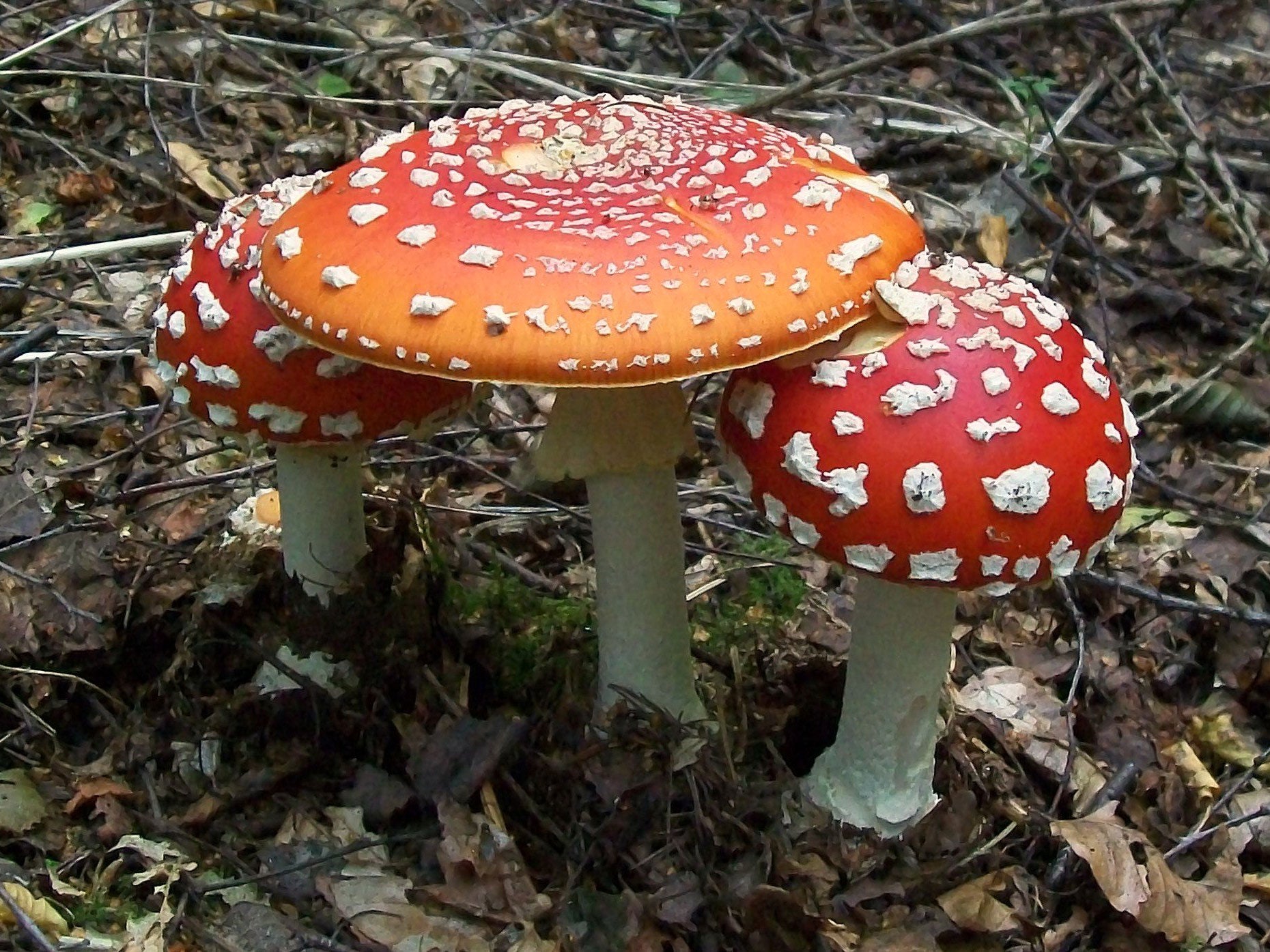 Hallucinogenic mushrooms like these were found in the gardens of Buckingham Palace