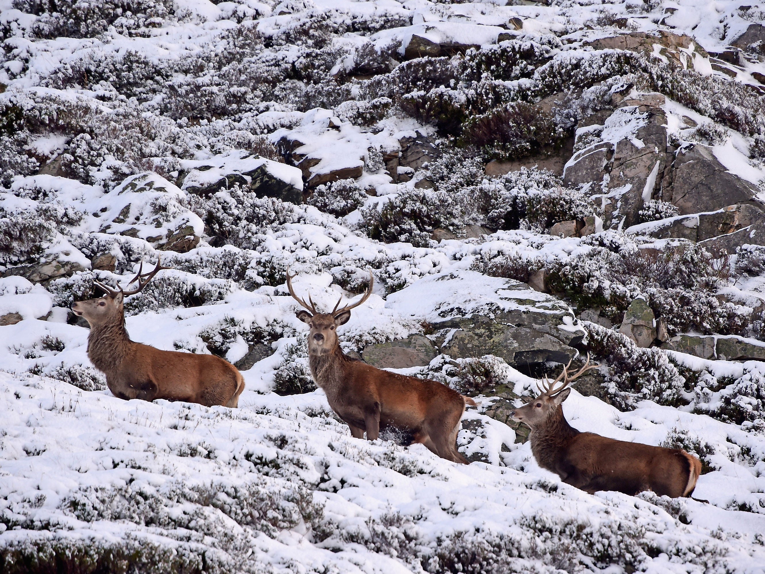Red deer forage for food in Glenshee as snow hits much of Scotland