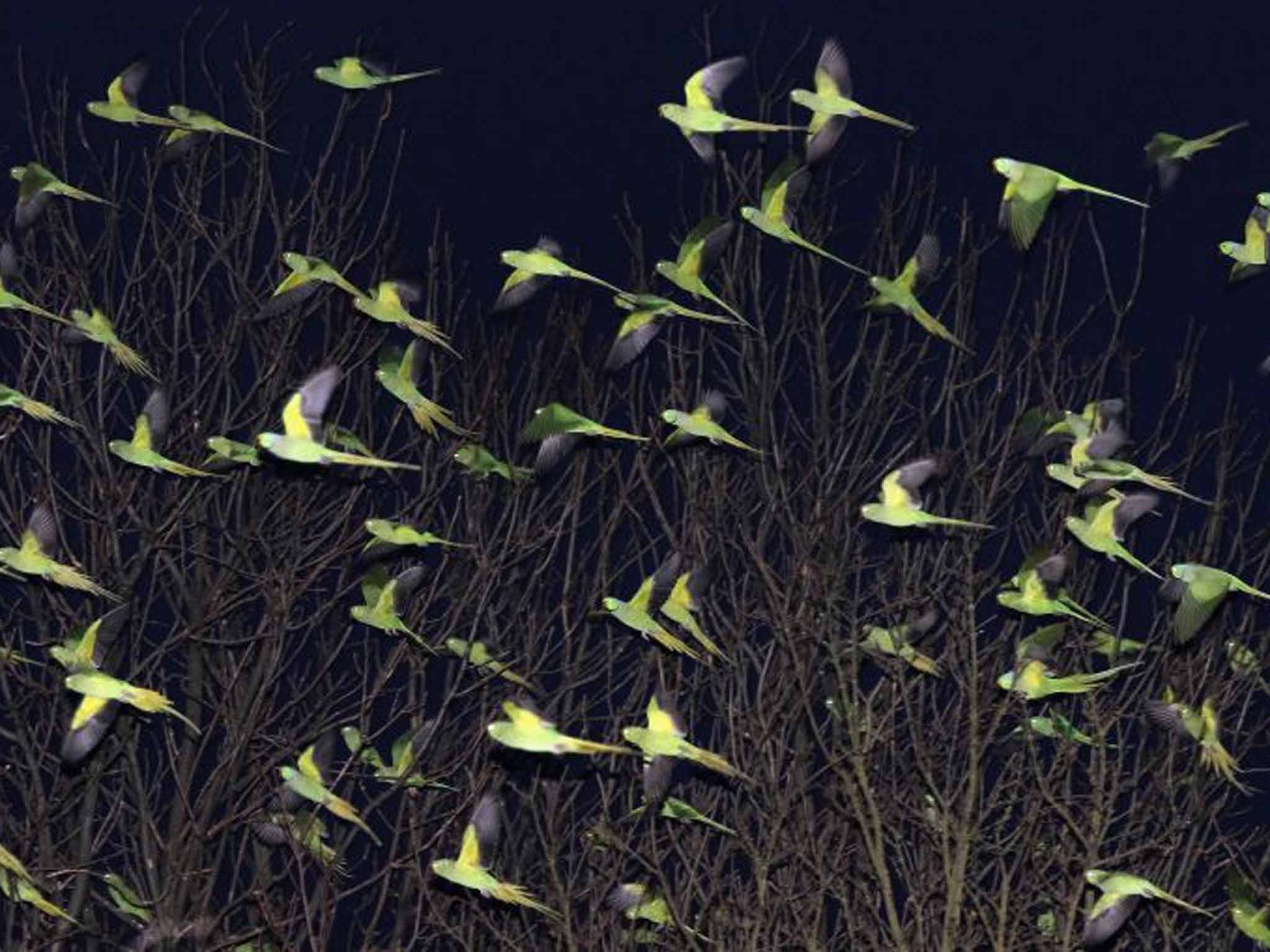 Tropic thunder: scores of parakeets fly into the capital