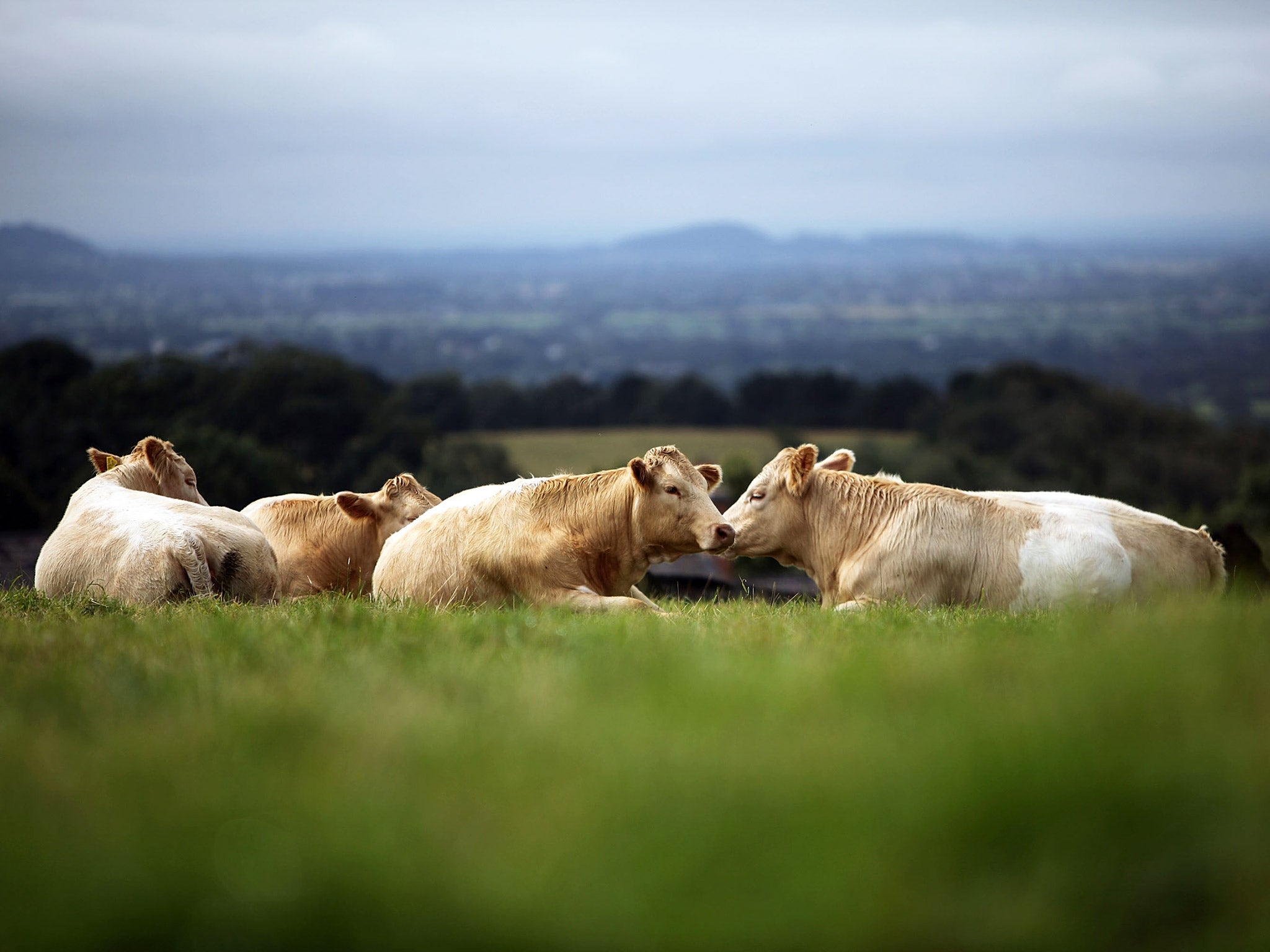 A cow’s motherly moos vary from low to high frequency depending on whether her calf is in sight or not, according to new research