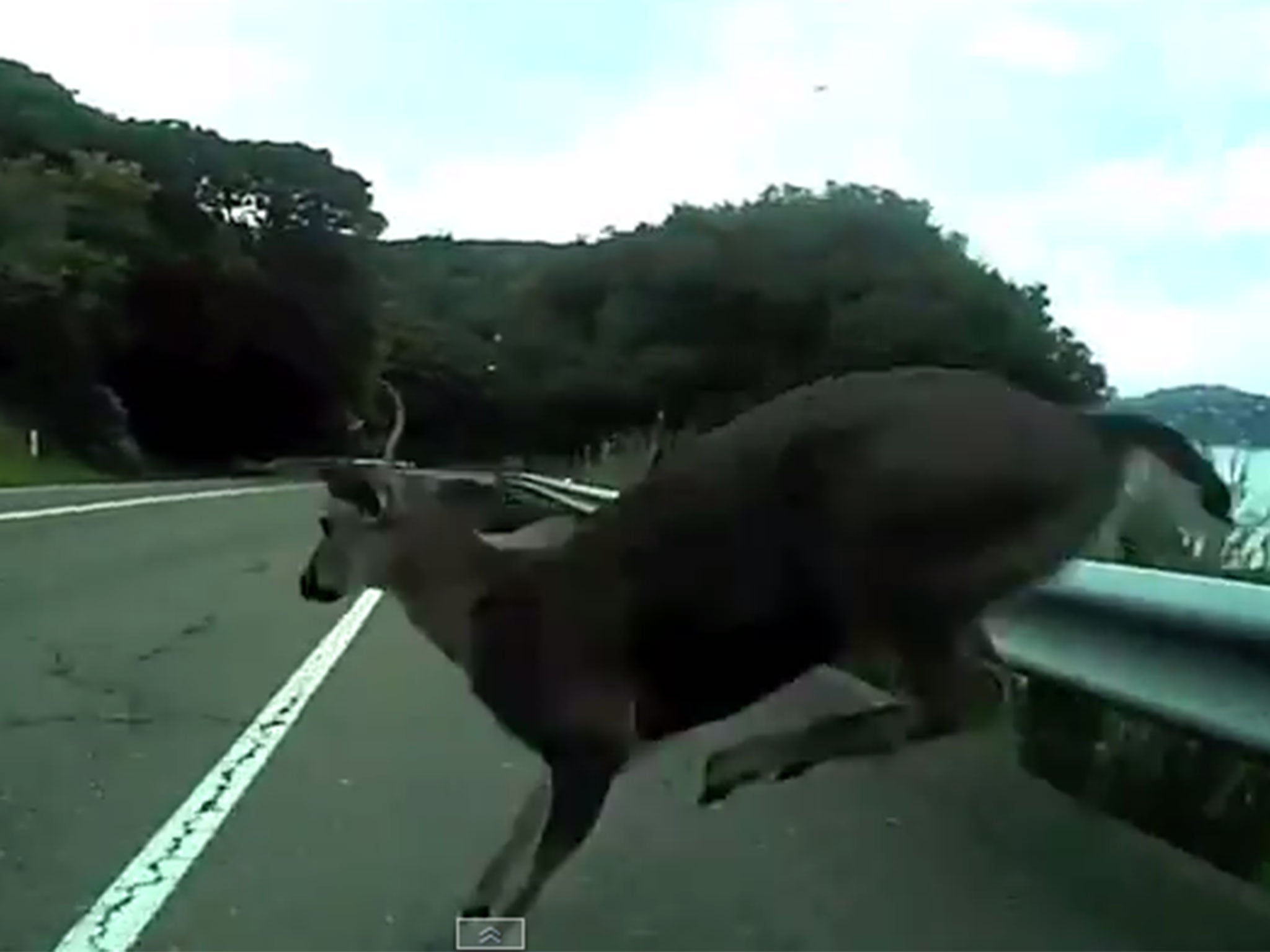 The Deer jumped out unexpectedly as Patlove cycled down Alexander Ave in California