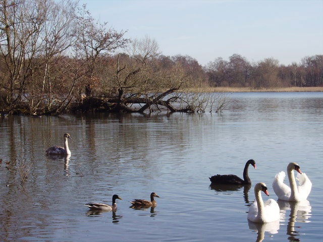 Fleet pond in Hart, Hampshire