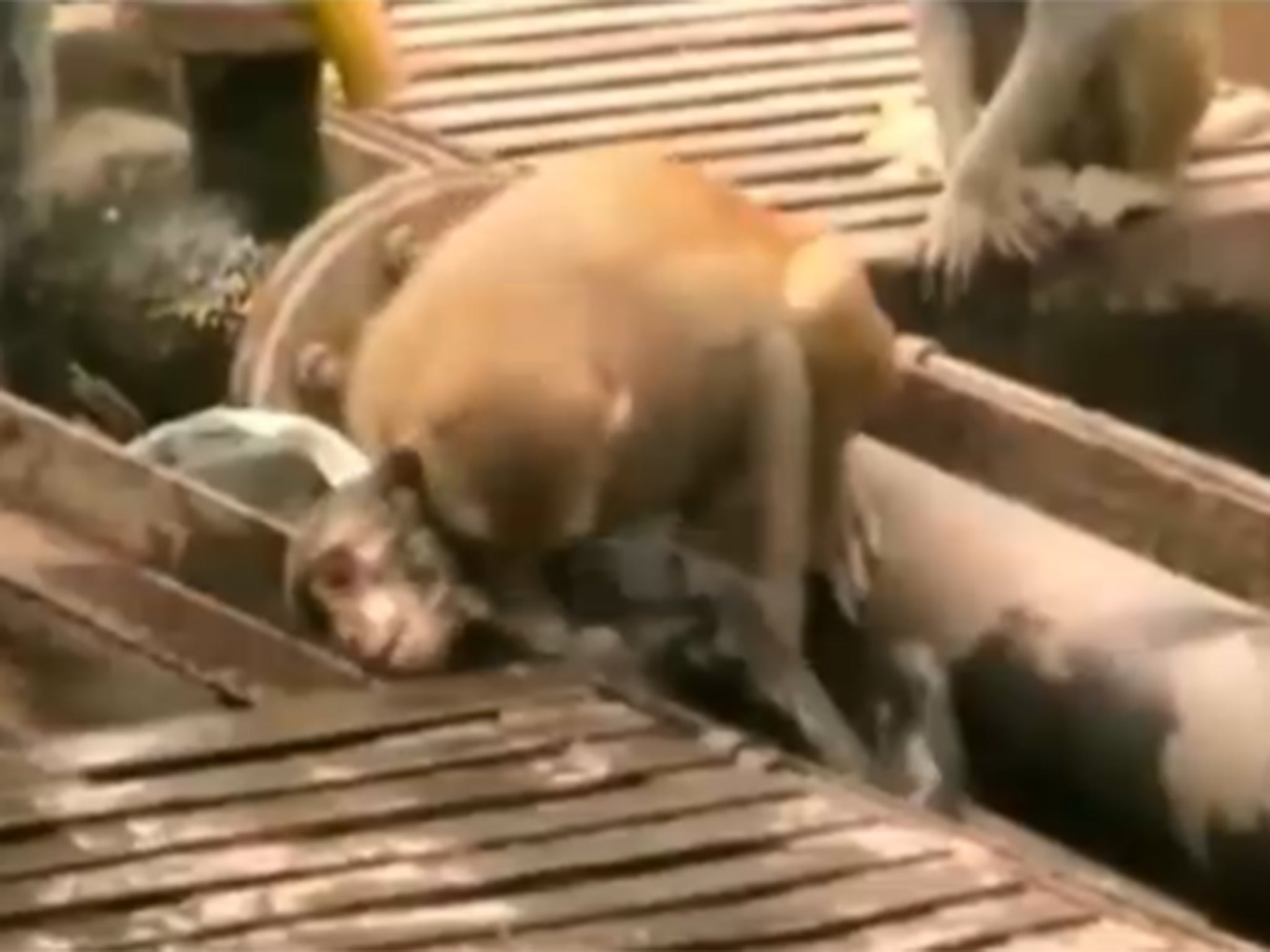 The monkey made several attempts to revive his friend before he regained consciousness