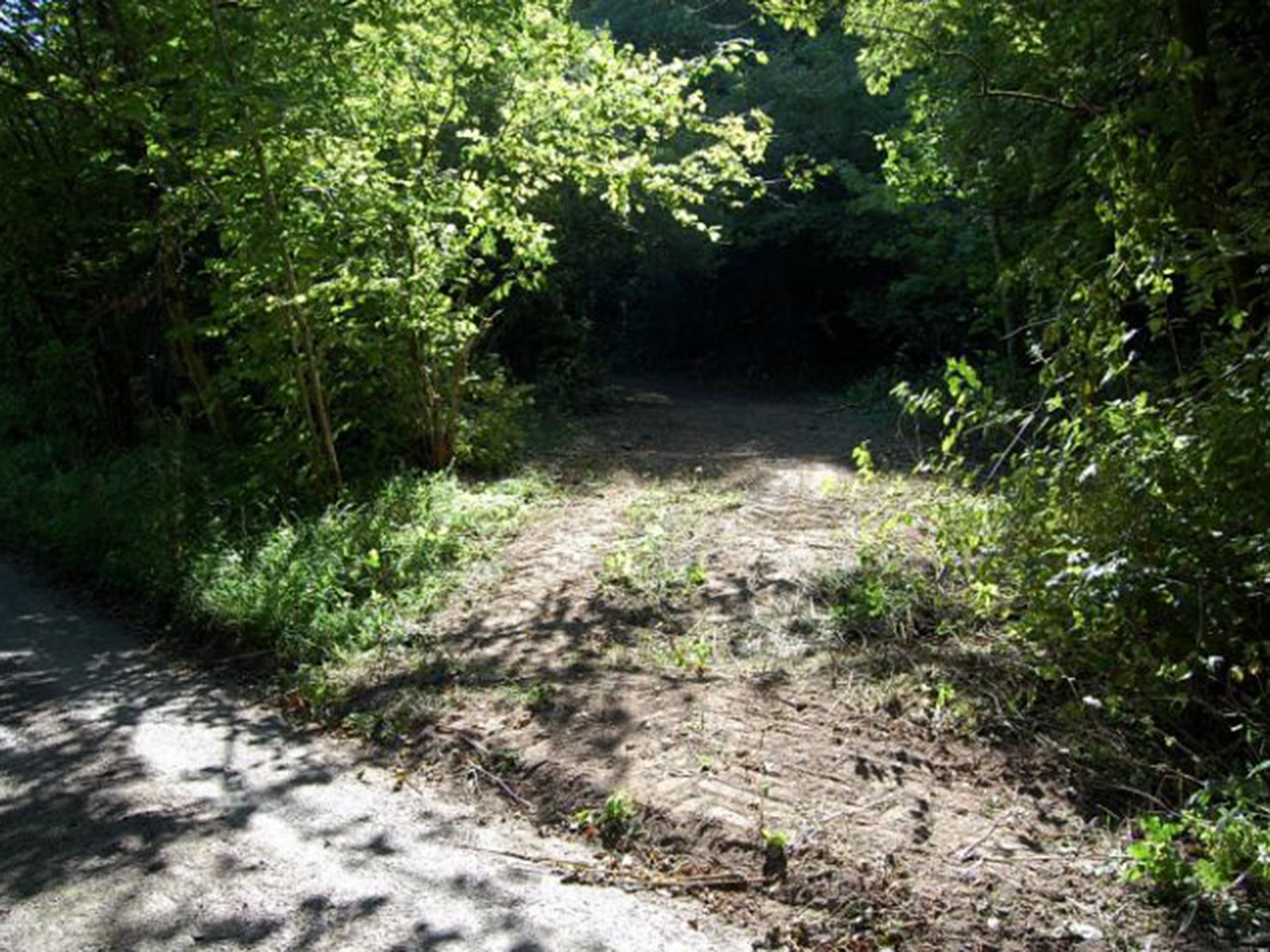 Hendover Coppice, Dorset. Ancient woodland near Hillfield supporting protected dormice and flora. Hazel trees ripped out and ground cleared to create a vehicle track from a parking area to an adjacent road