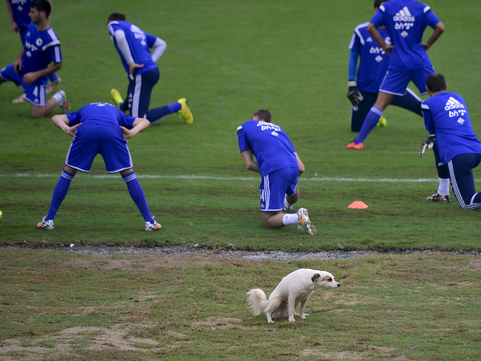 It's not the first time a dog has interfered in a match