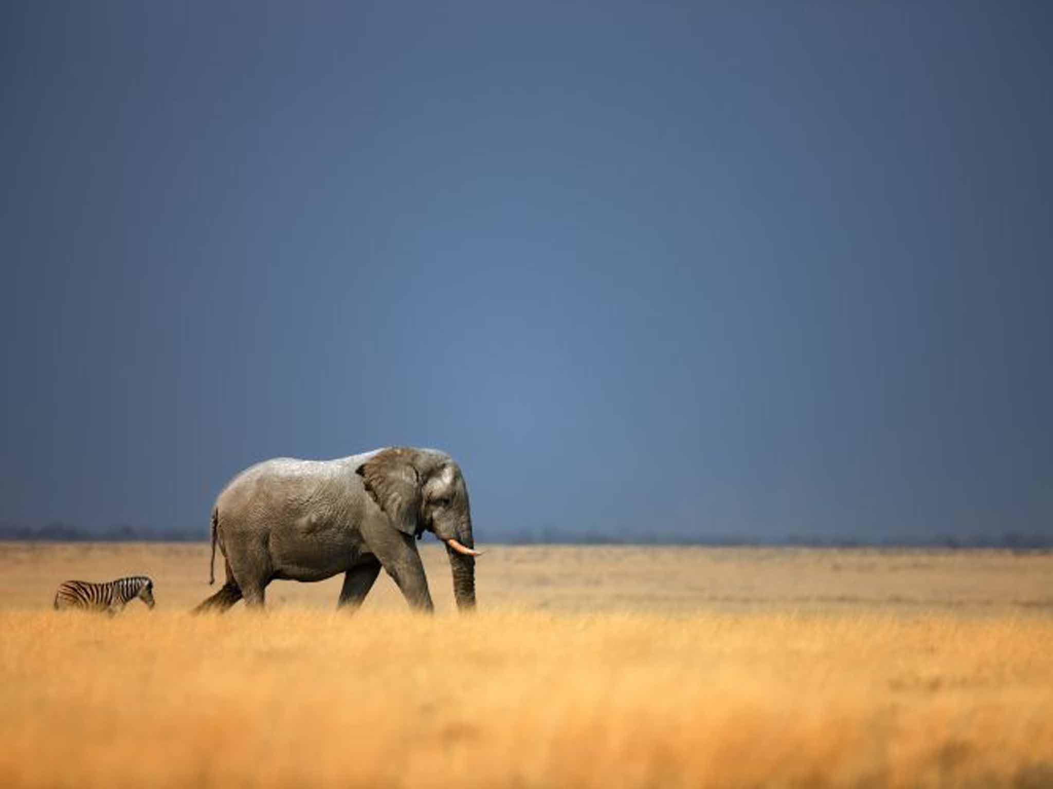 Ahead of the game: an elephant and zebra in Namibia (Getty)