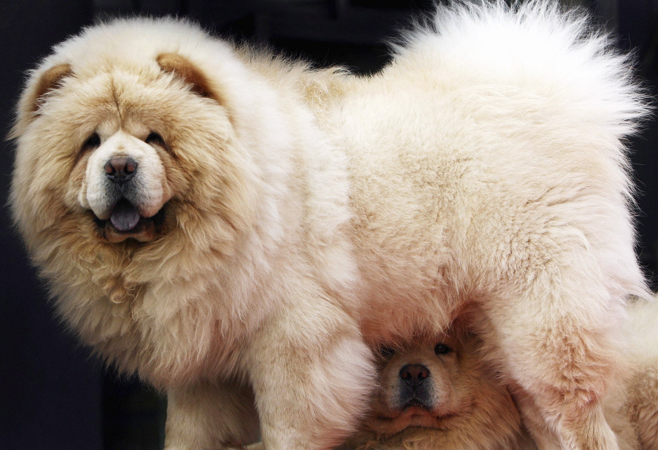 A pair of Chow Chow dogs at a pet market in Beijing (Getty)