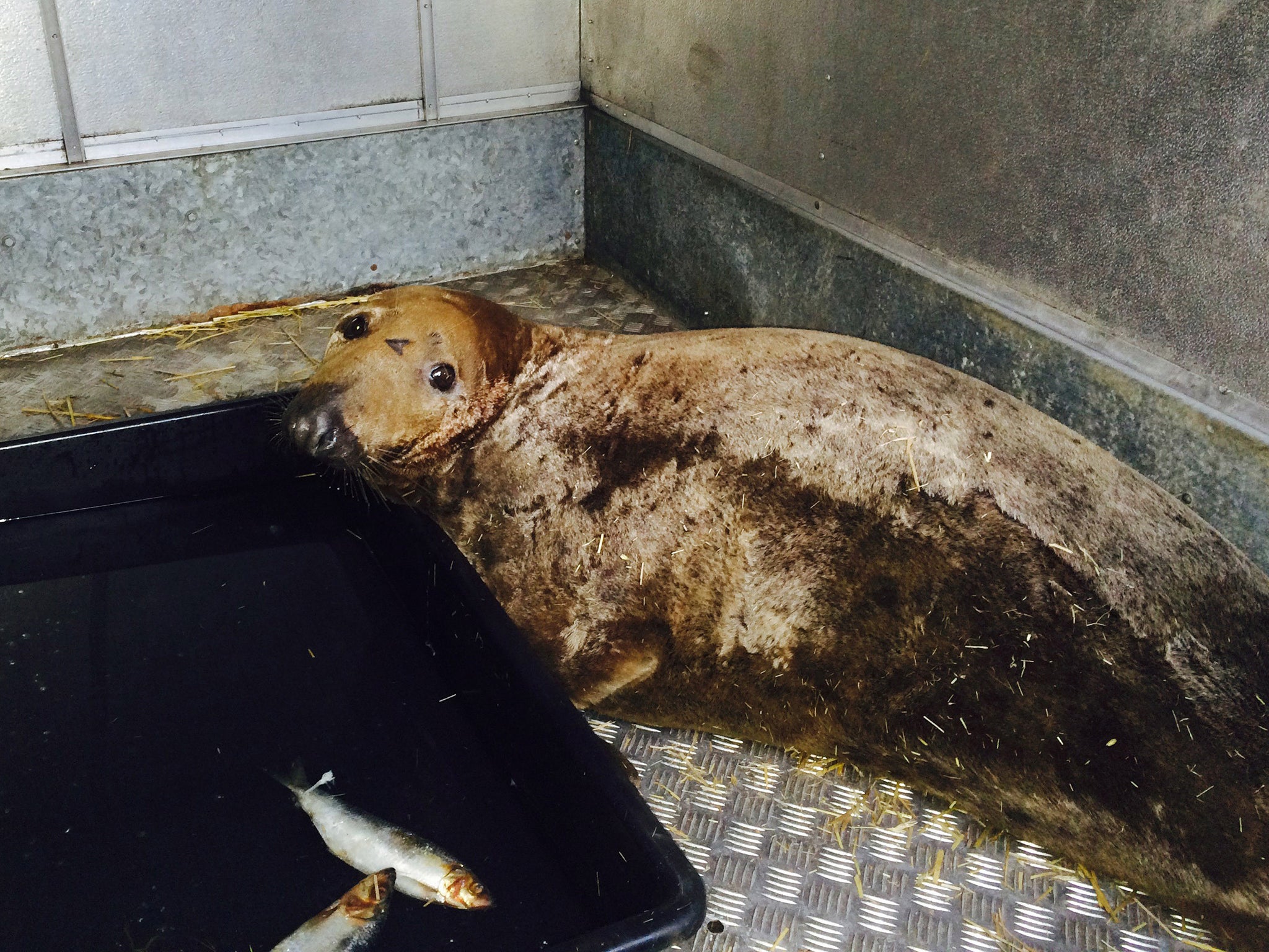 Dumbledore the seal at the RSPCA centre in Norfolk