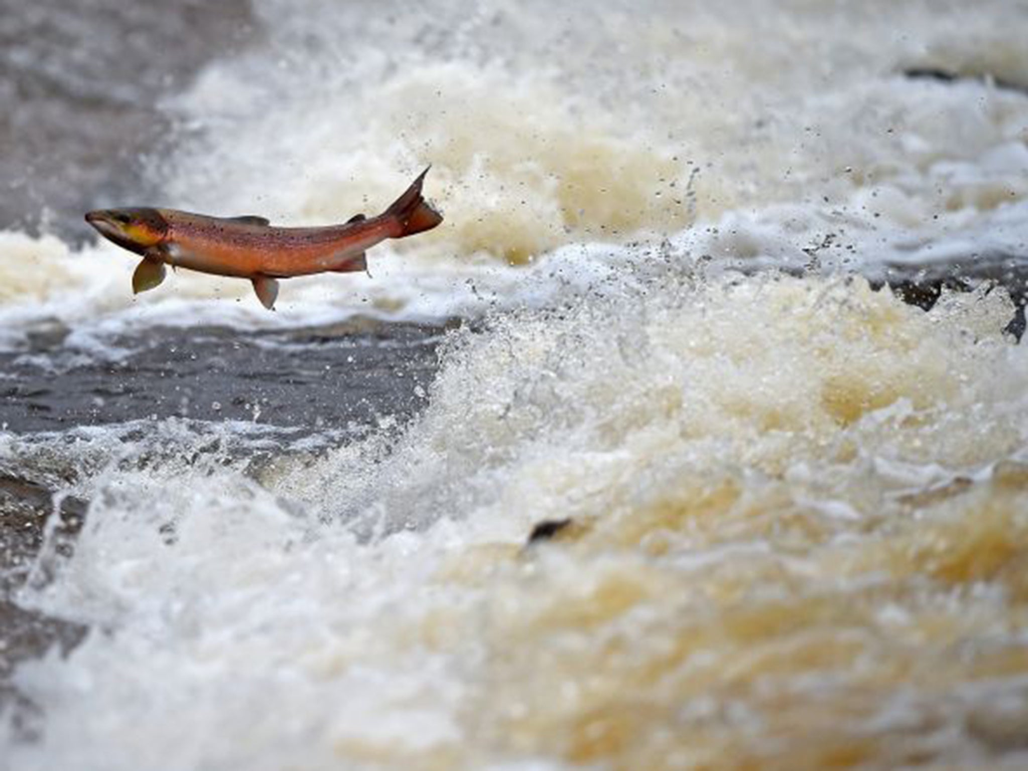 Scottish smoked salmon producers want it to be protected in the same way as Stilton