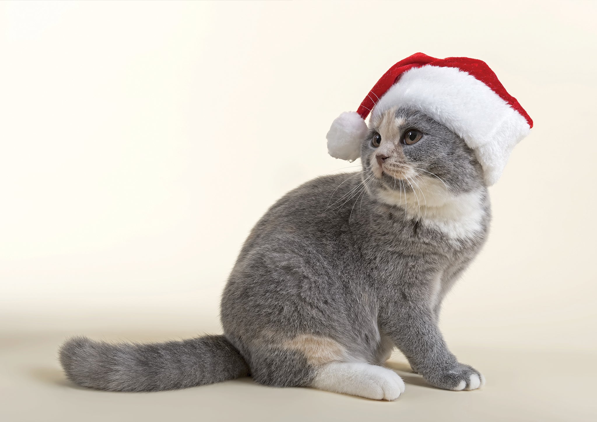 A festive cat (not the author's) embraces the Christmas spirit