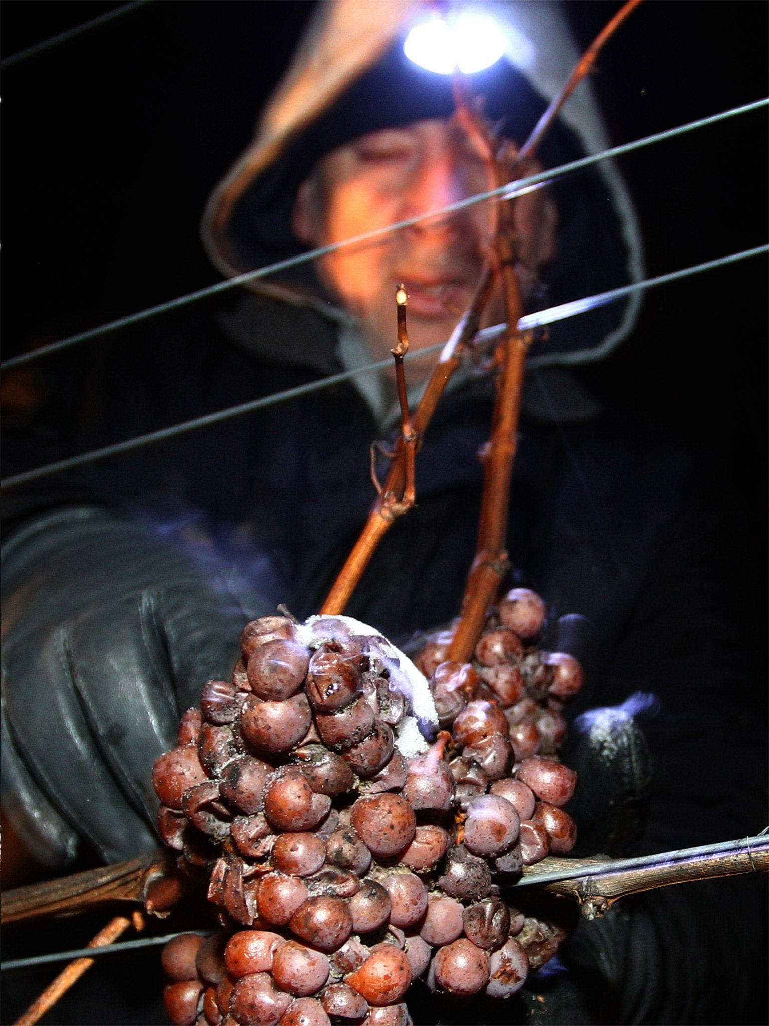 A worker reaps frozen grapes (Getty)