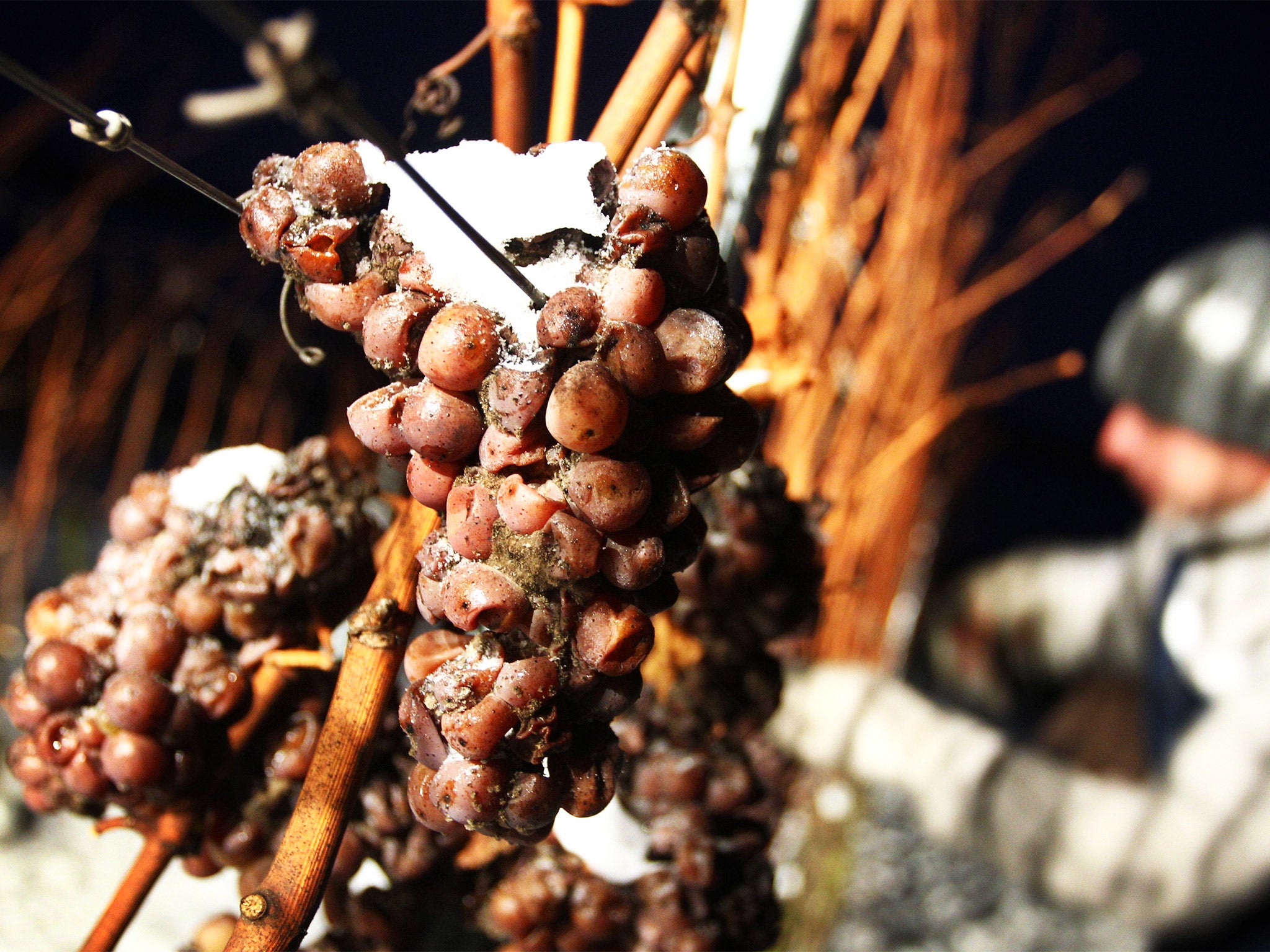 Eiswein grapes must be picked while still frozen