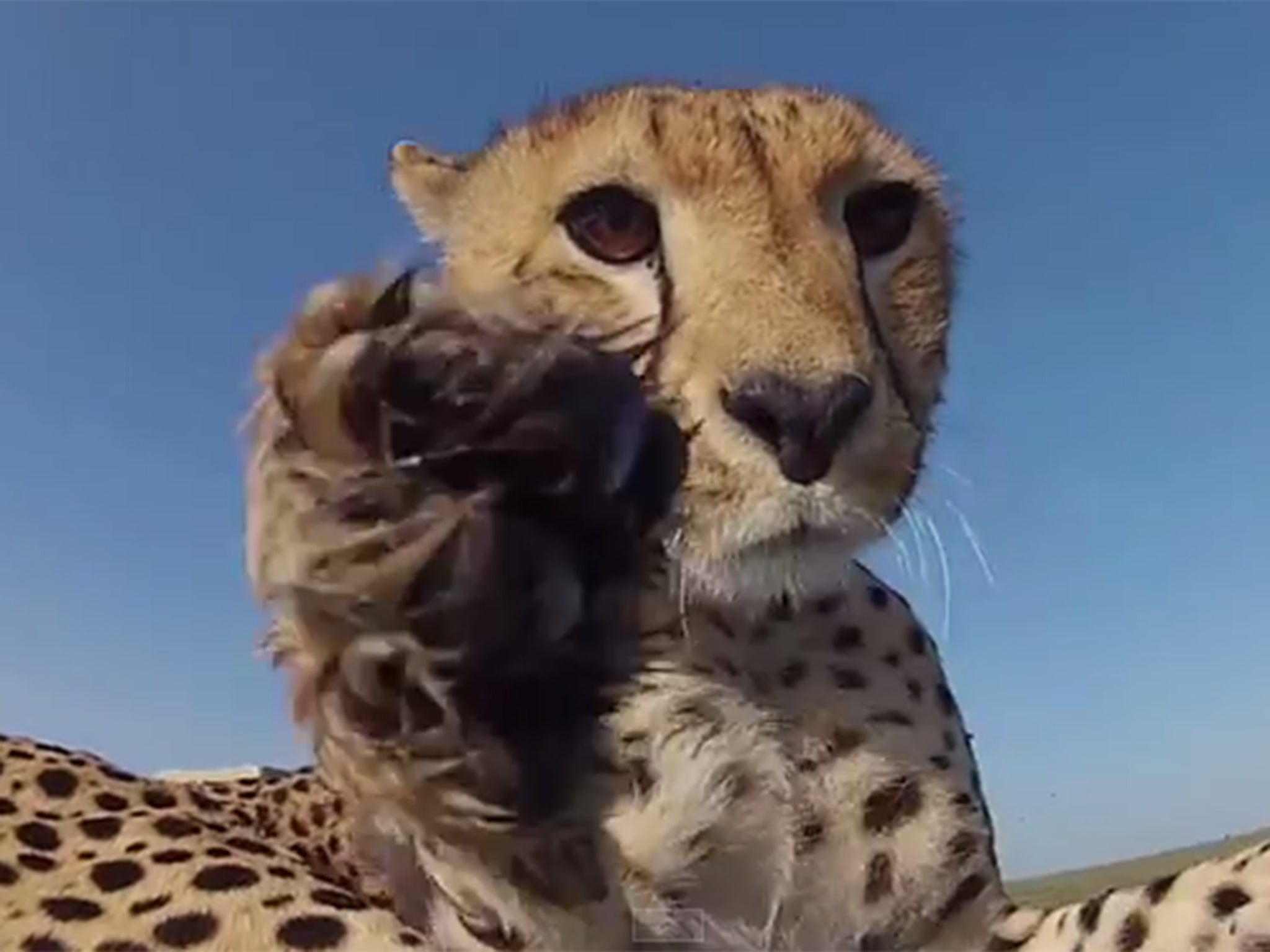 The male cheetah cub spots the GoPro camera