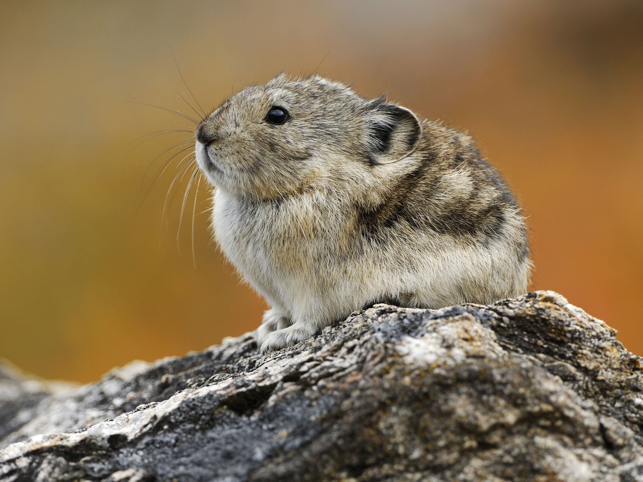 File: A collared pika (Ochotona collaris) on his lookout, 2010 (REX)