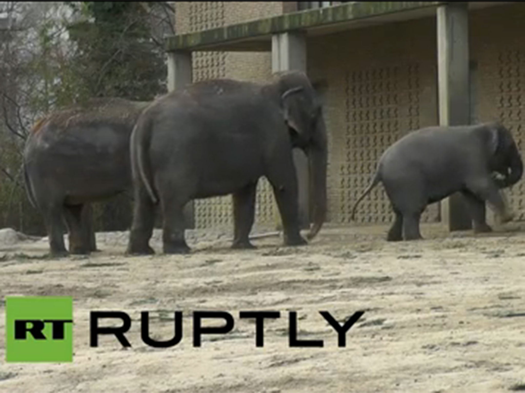 Elephants play with Christmas trees