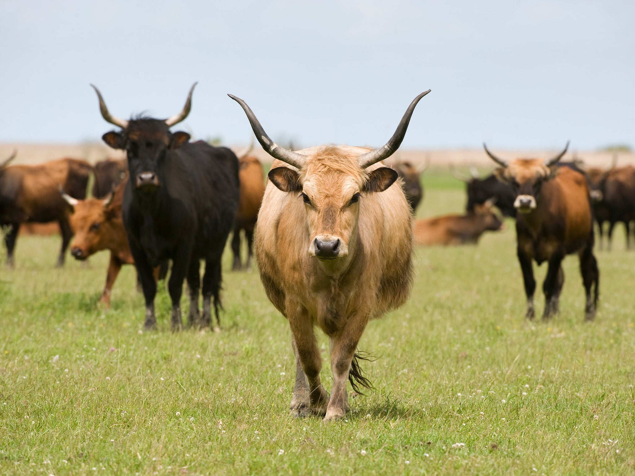 The Heck super cows were first created in the 1920s by German zoologists (Corbis)