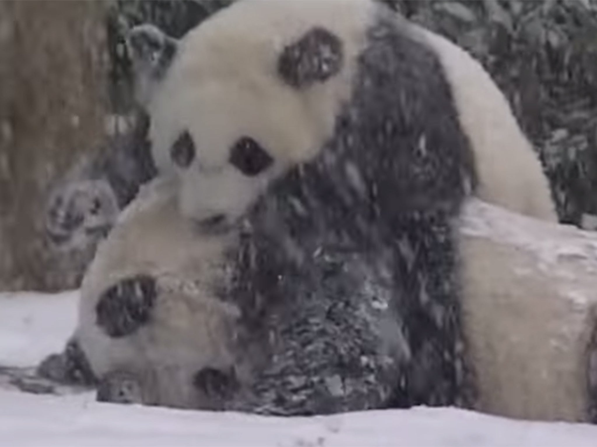 Bao Bao playfully pounces on her mother Mei Xiang