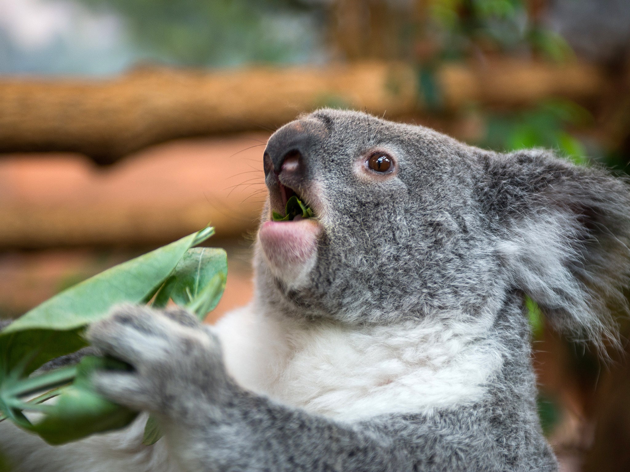 Most of the koalas were euthanised because they were starving