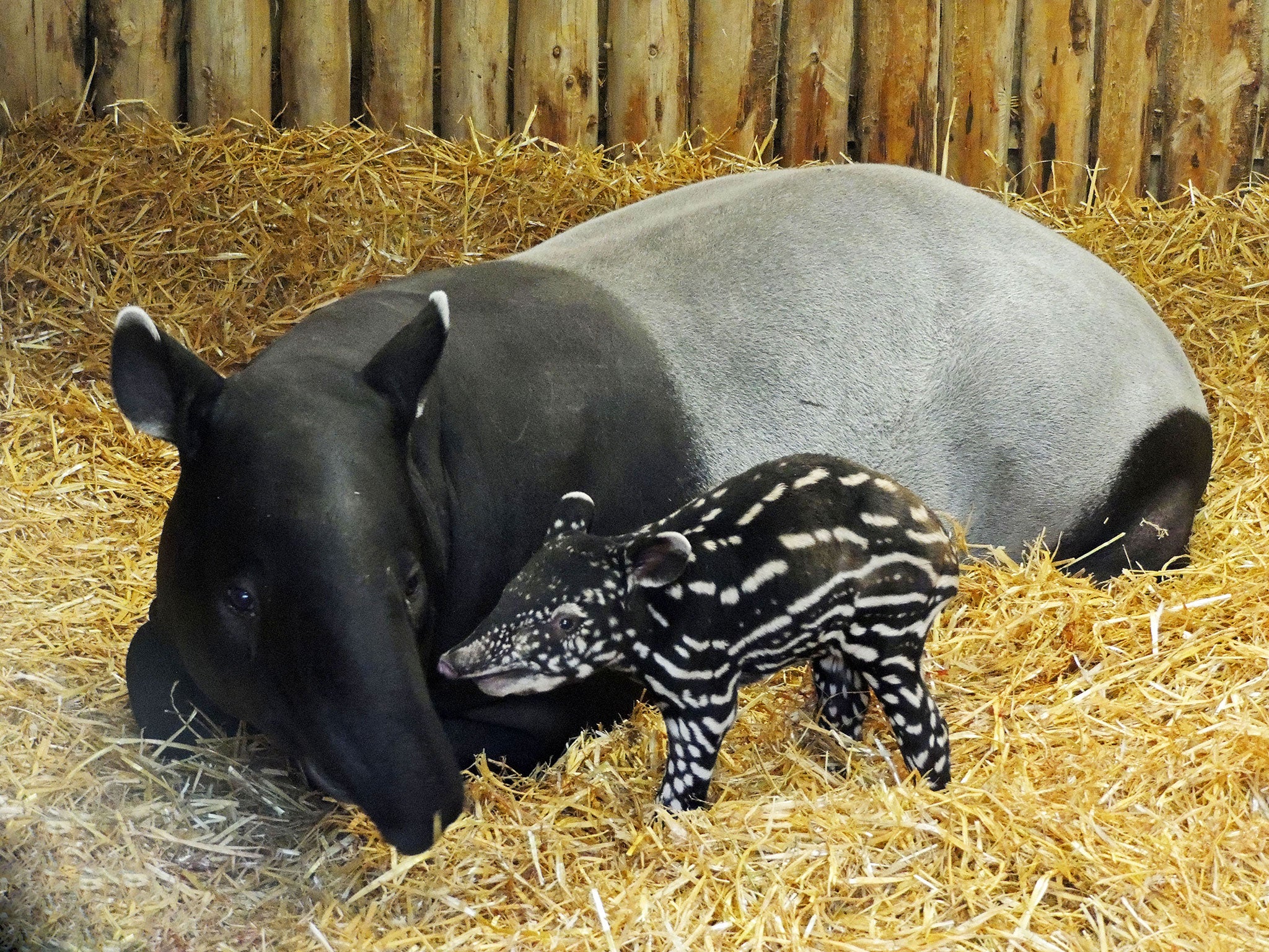 The tapir was Edinburgh Zoo's last arrival of 2014