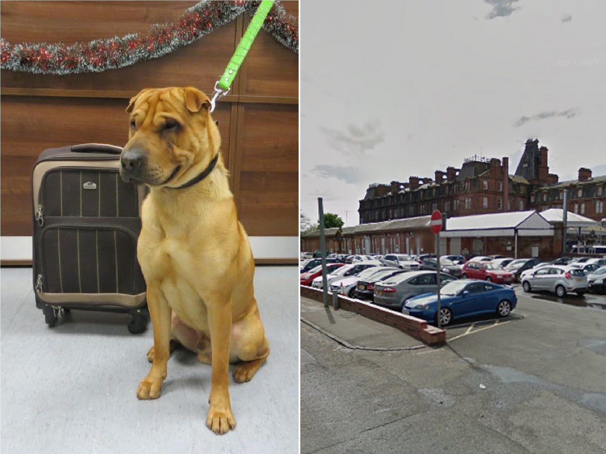 Kai the shar-pei was tied to a railing outside Ayr station on 2 January 2015