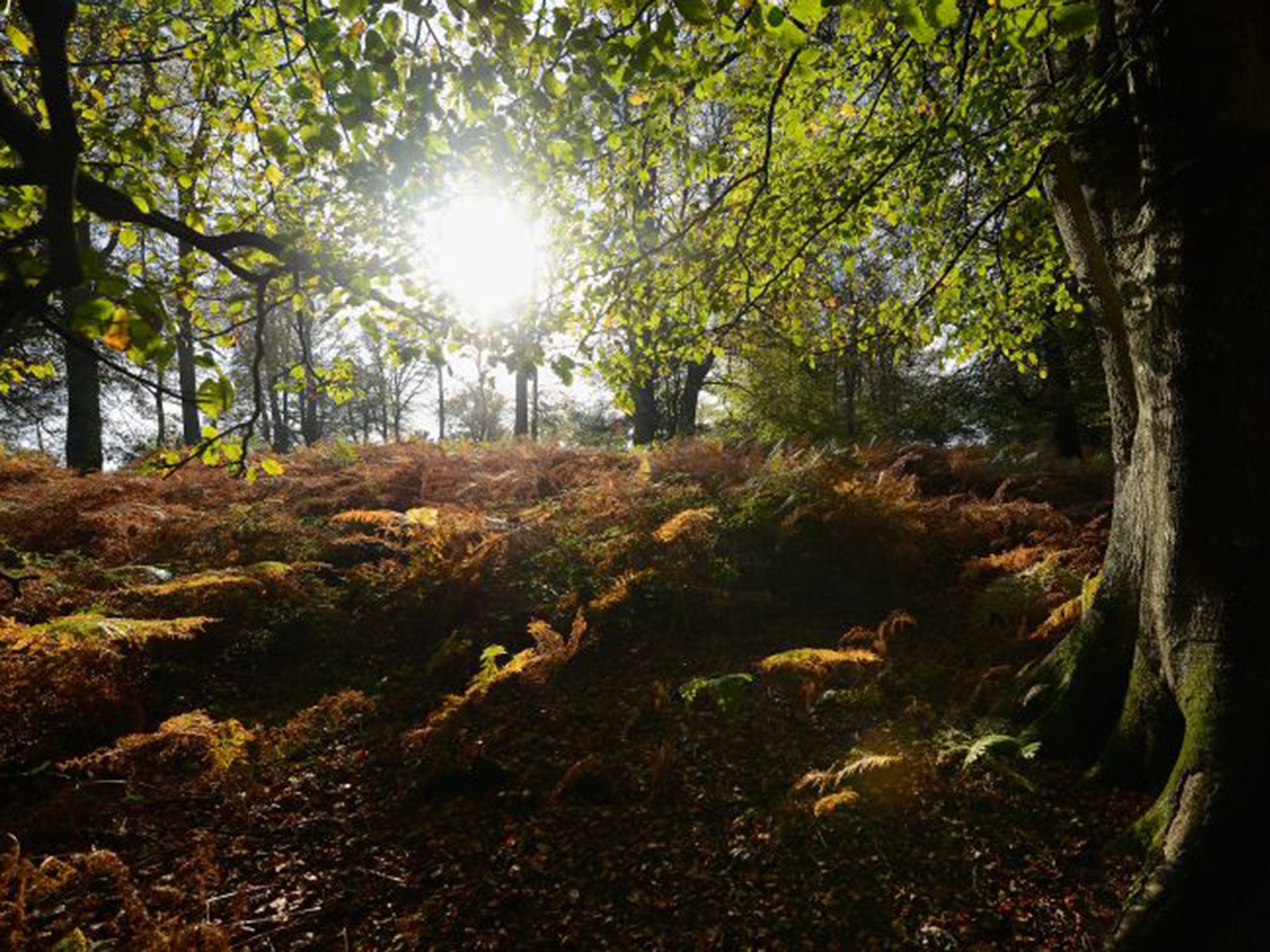 Mr Rockstrom has added deforestation to a list of “planetary boundaries” in the danger zone