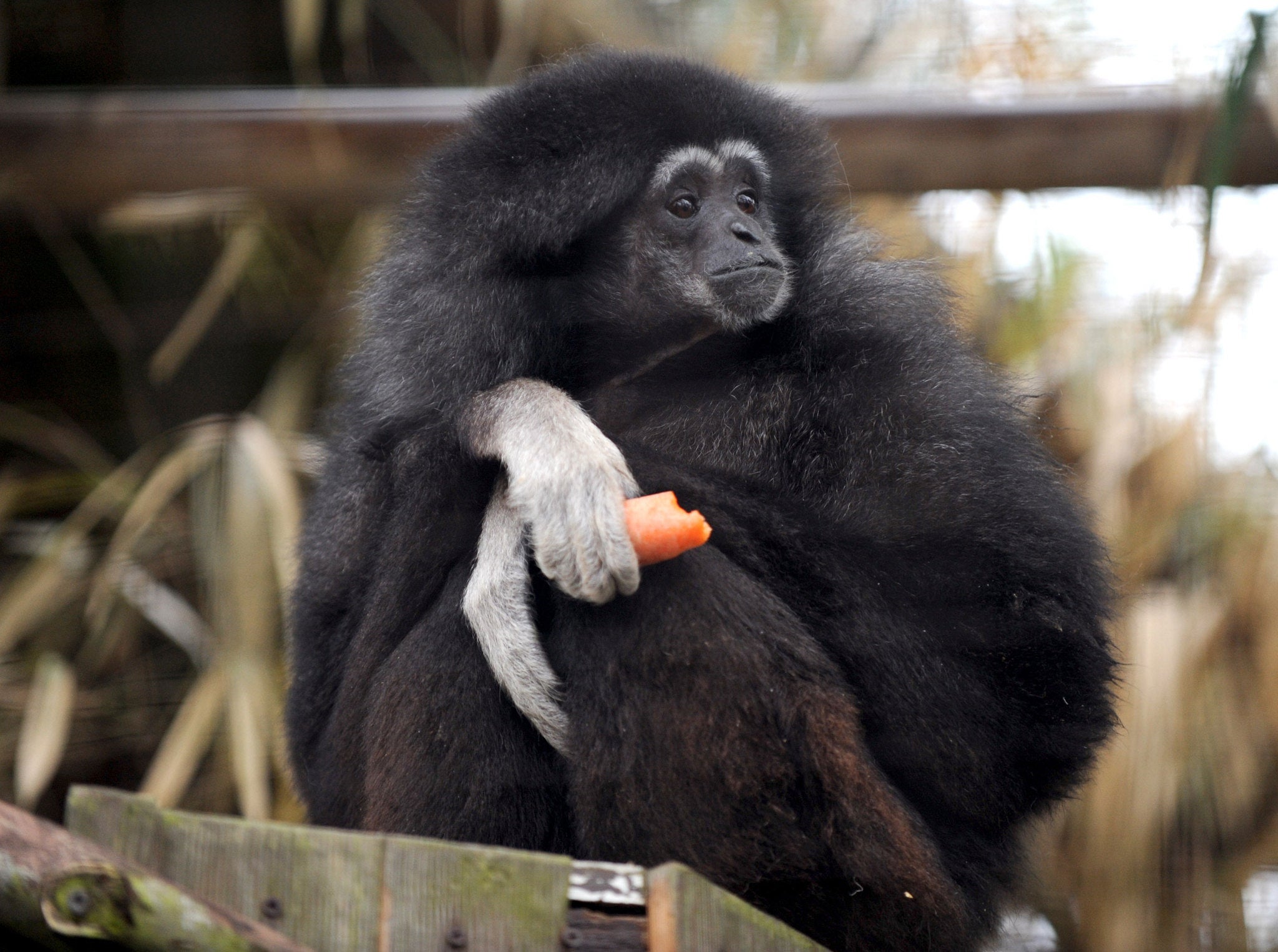 A white-handed gibbon