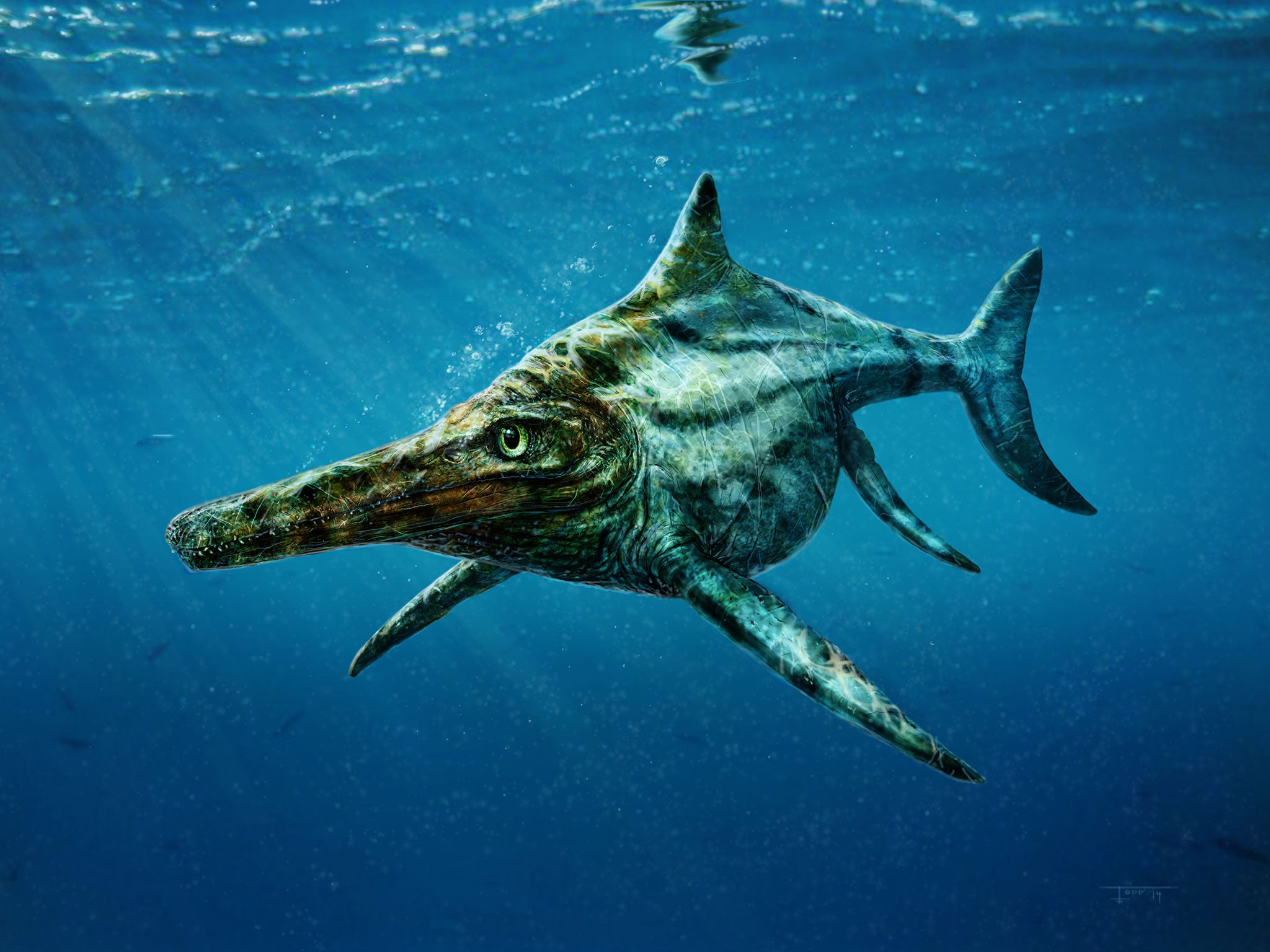 An artist’s impression of ‘Dearcmhara shawcrossi’