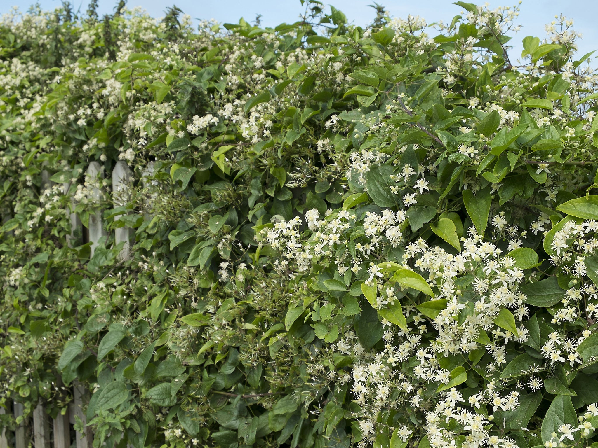 Clematis plants grow vigorously