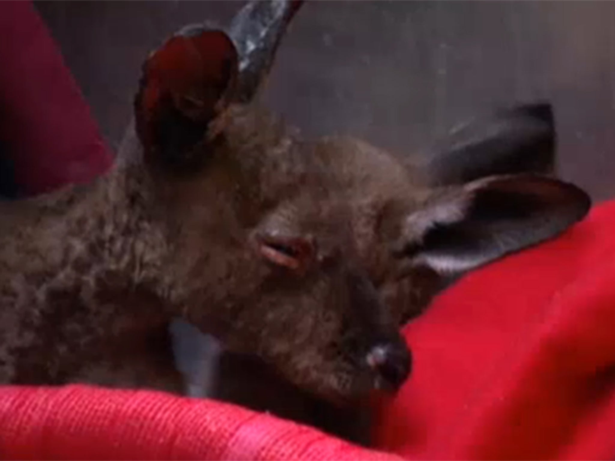 One of the nine joeys injured in the Australian bushfires