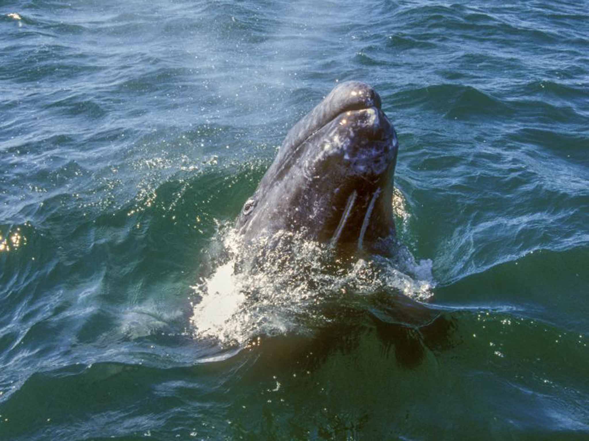 A grey whale emerges from the water, but when there are tourists waiting do we show due consideration?