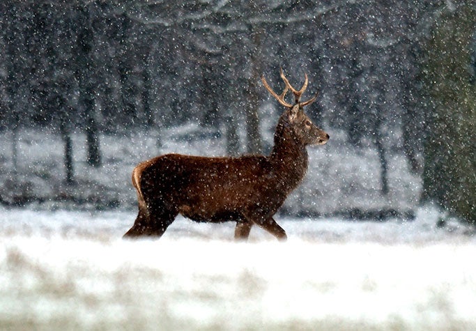 In June last year the officers were called to the scene near Tanfield Lea, County Durham, after an adult deer was reported injured after being struck by a car