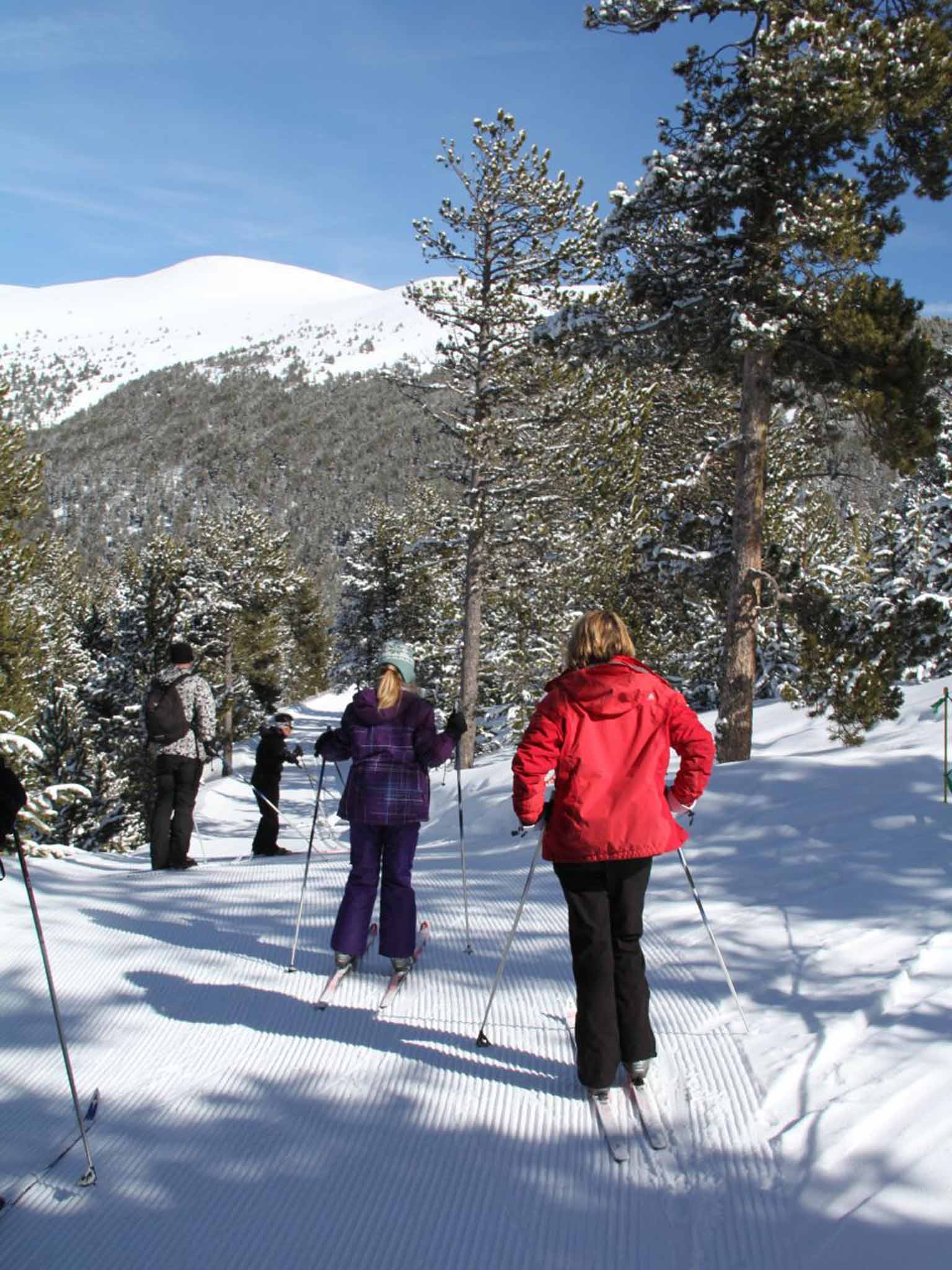 Cross-country ski routes wind through the woods