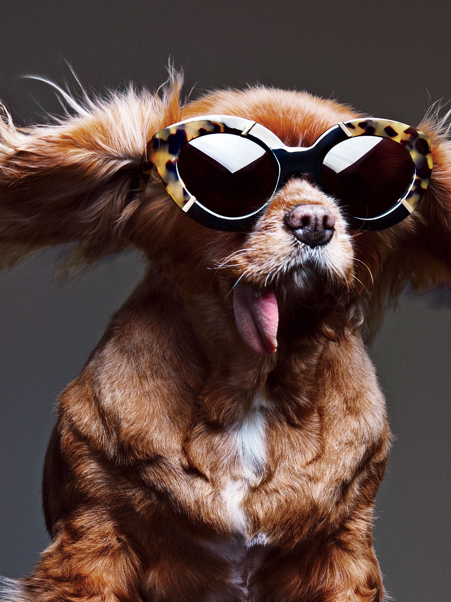 Meet Toast, the star of Karen Walker's latest collection