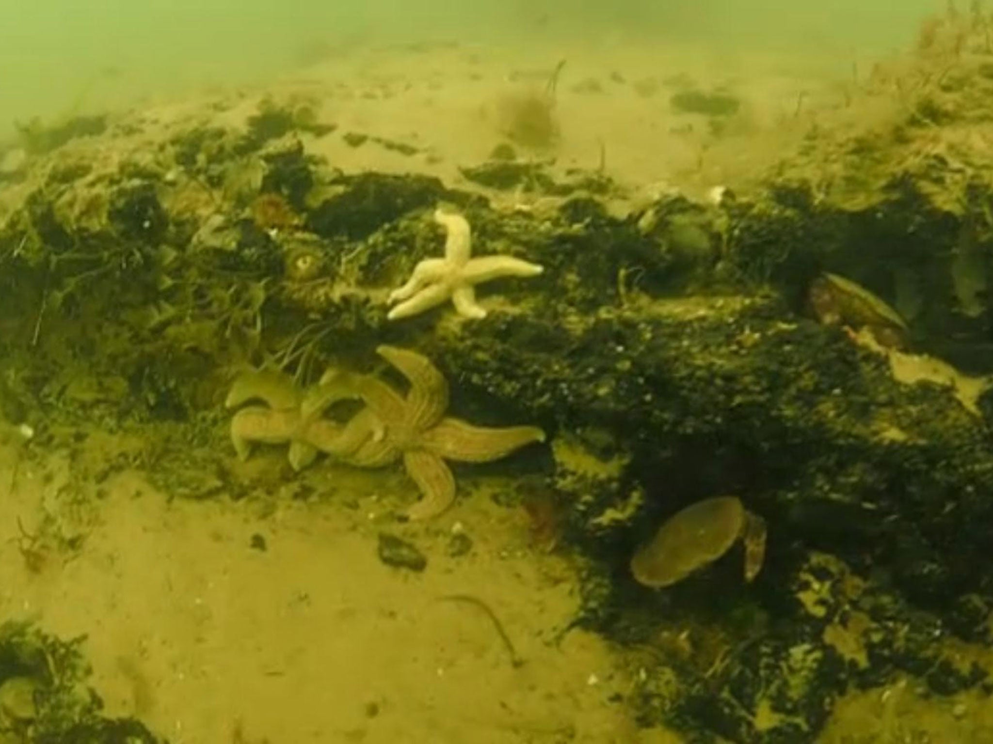 Rob Spray and Dawn Watson took footage of the underwater forest near Norfolk