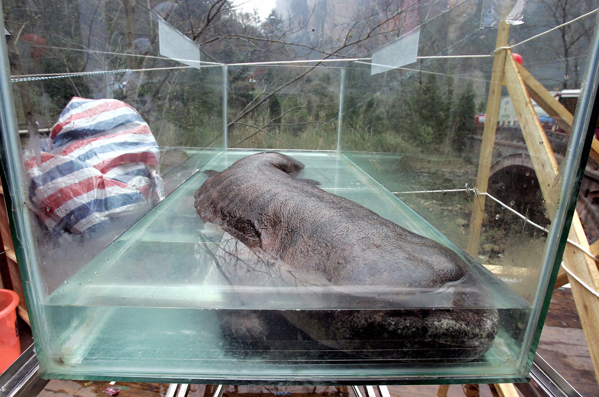 A Chinese giant salamander - the largest in the world - can grow up to 1.8 meters in length